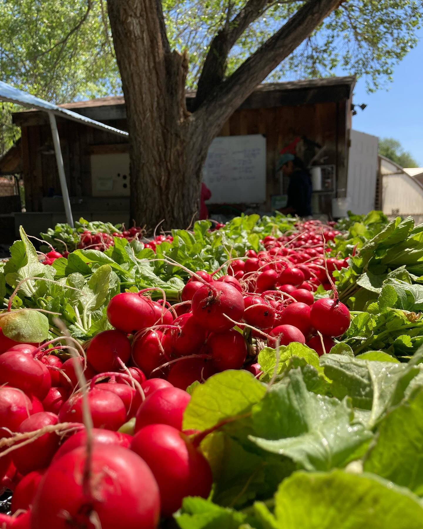 We&rsquo;re in the midst of radish season! What a beautiful bounty ❤️ 

#chispasfarm #radishseason #albuquerque #urbanfarm