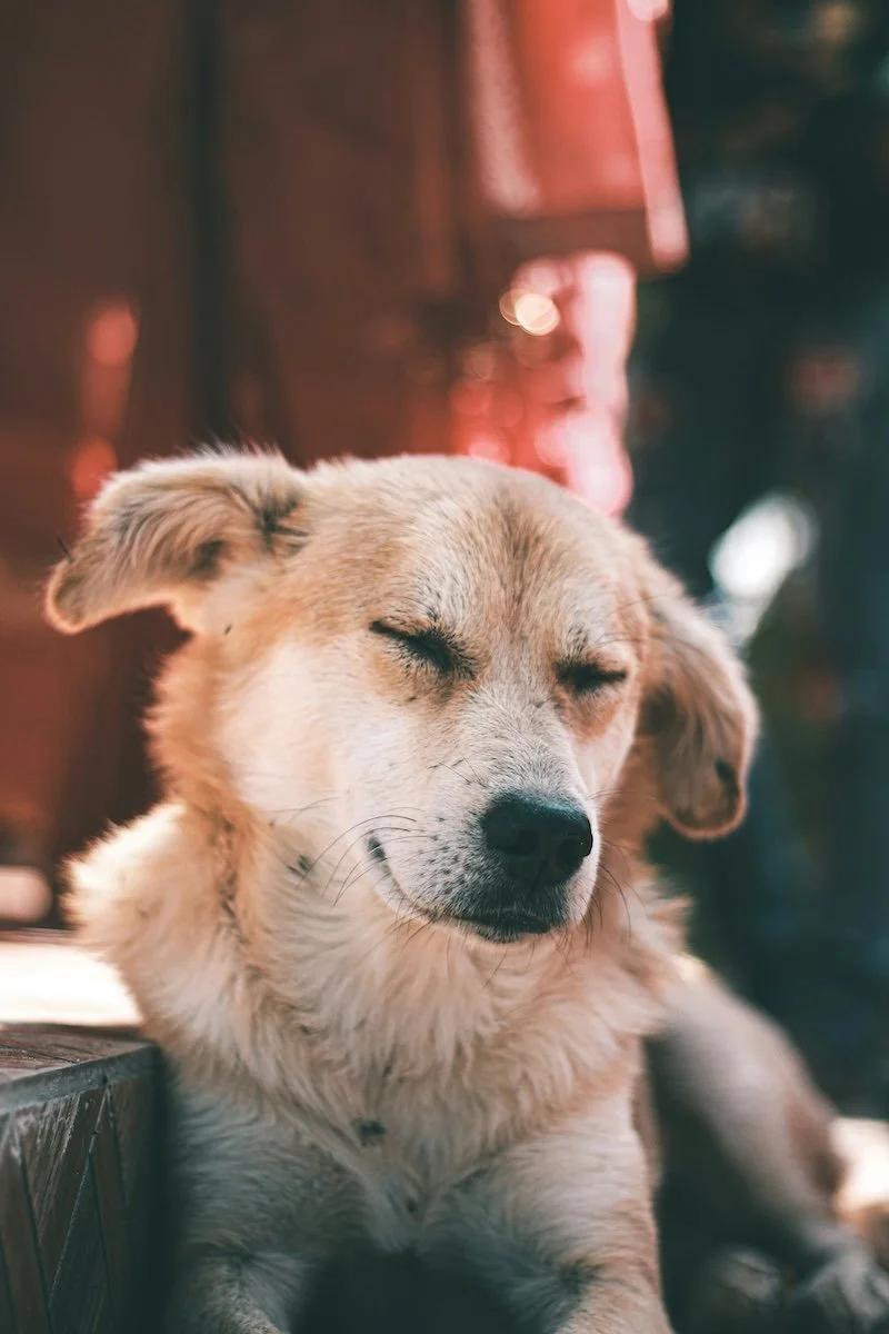 Magensäure beim Hund
