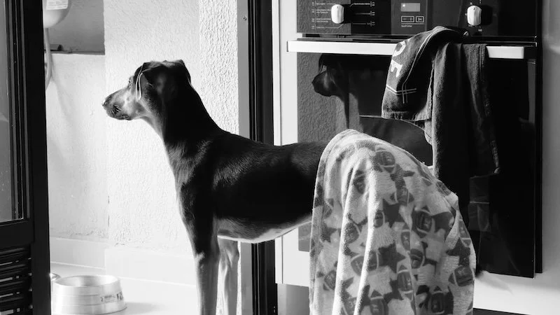Gefährlich für deinen Hund - warum Waschmittel und Weichspüler zur Belastung werden können.