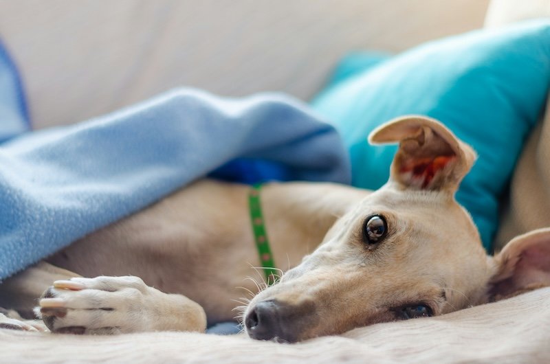 Hunde-Gesundheit ist ein Prozess, kein Zufall
