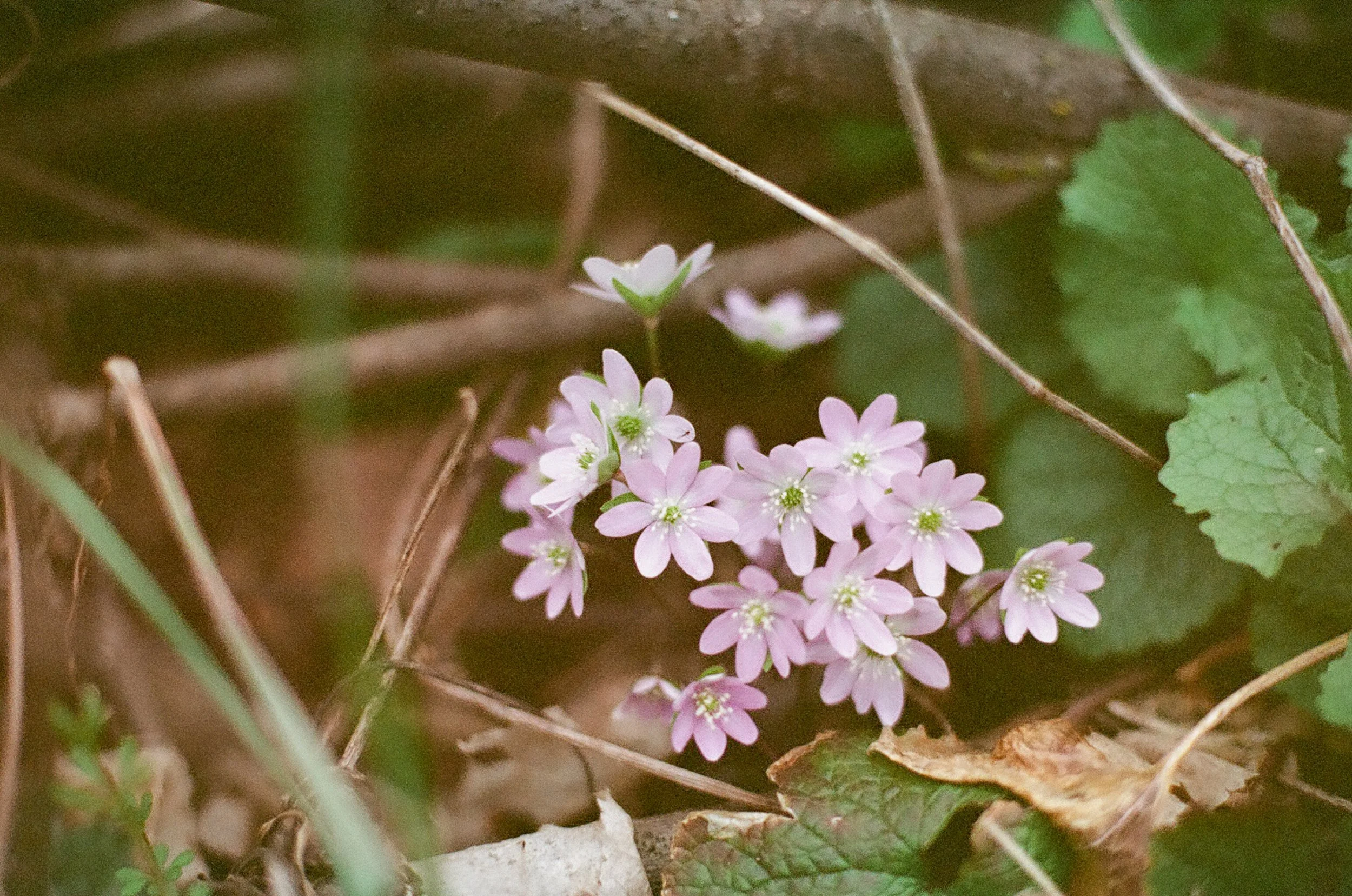 Spring Flowers | May 2022