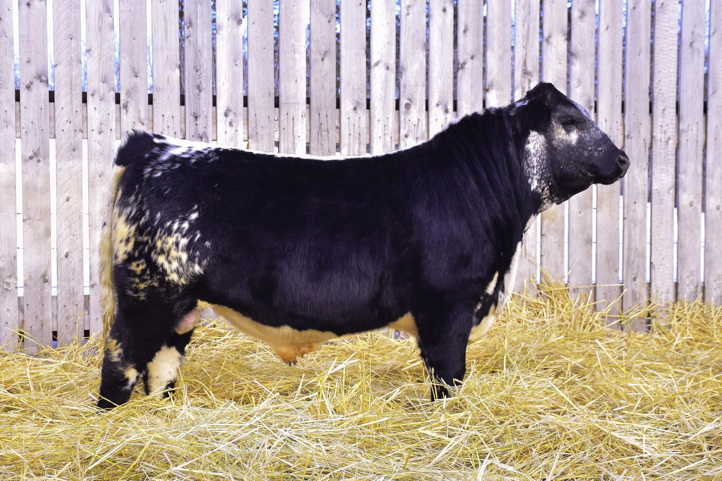 For Sale — Wolf Lake Speckle Park