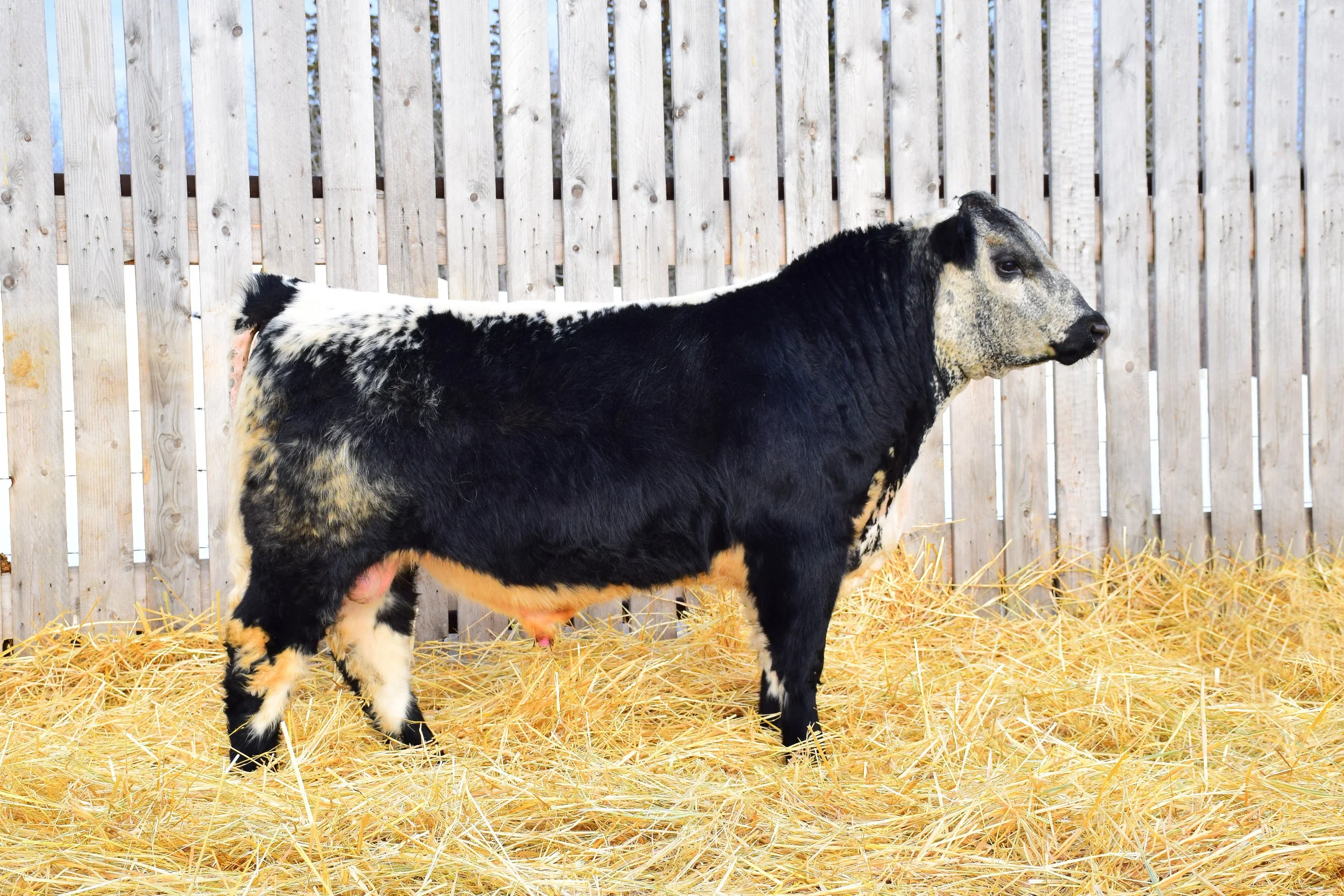 For Sale — Wolf Lake Speckle Park