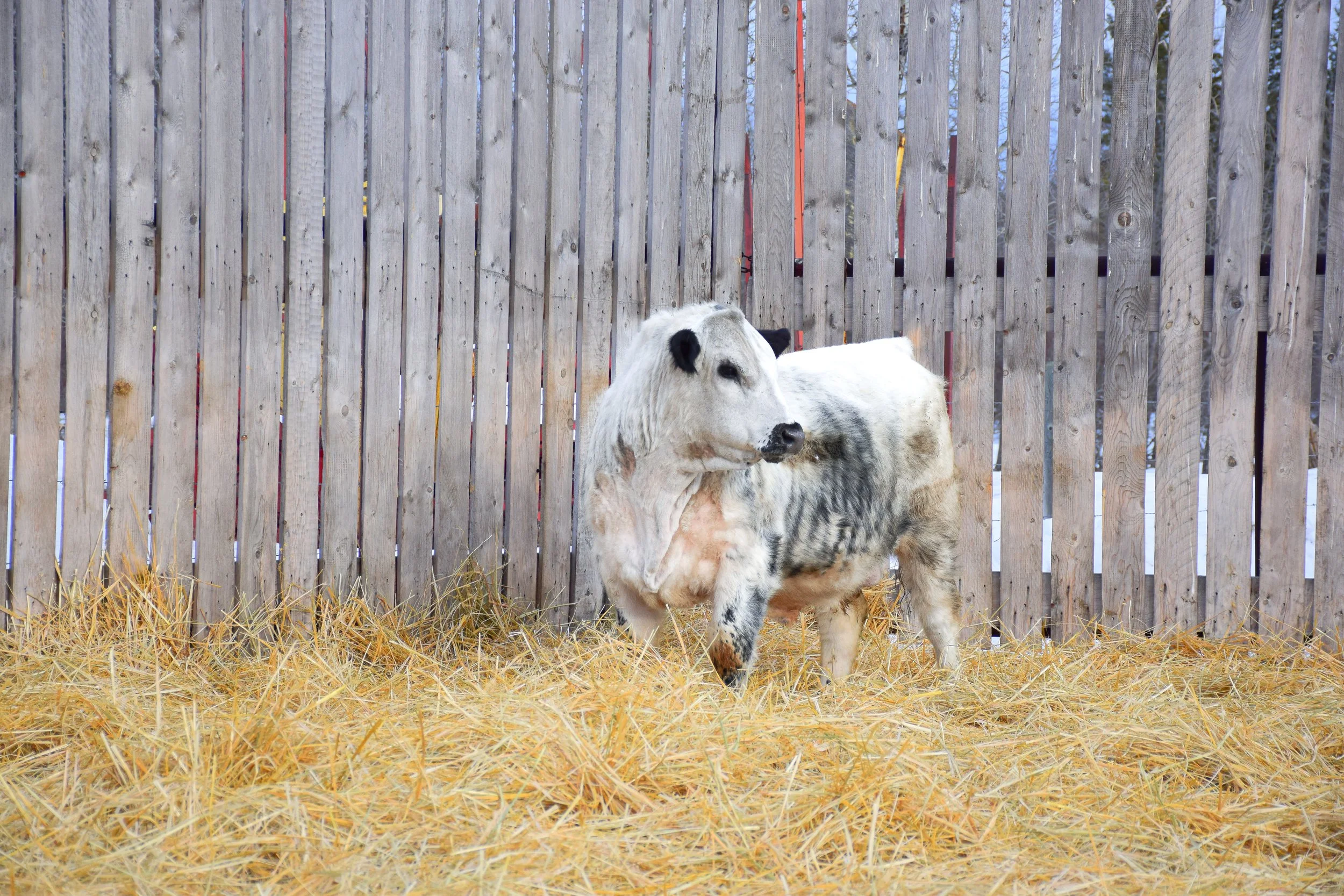 For Sale — Wolf Lake Speckle Park