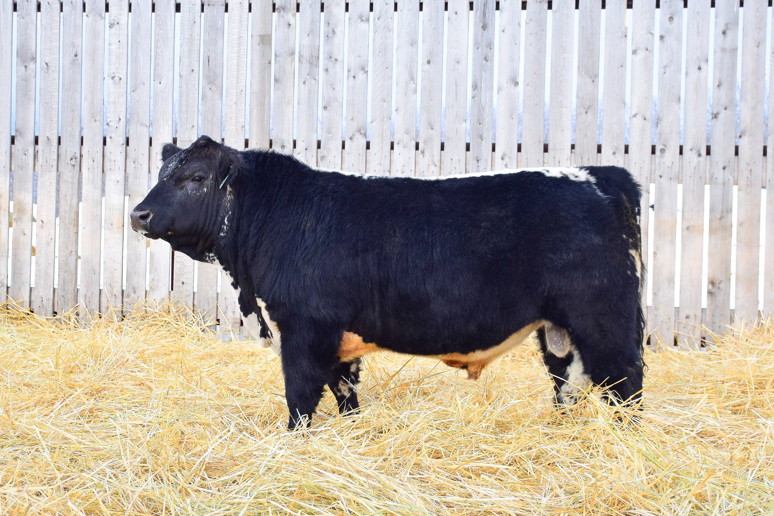 For Sale — Wolf Lake Speckle Park