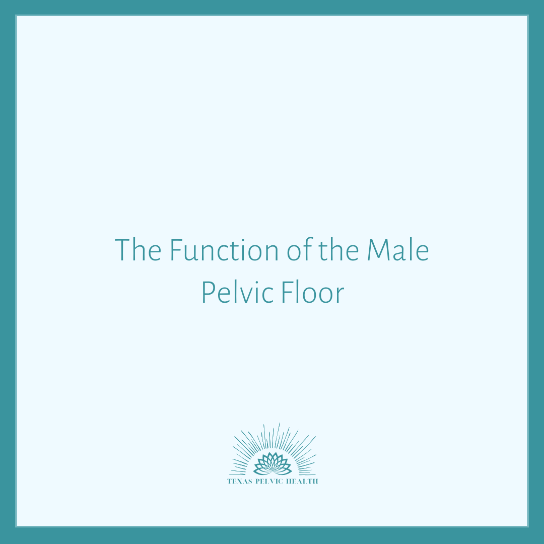The Function of the Male Pelvic Floor