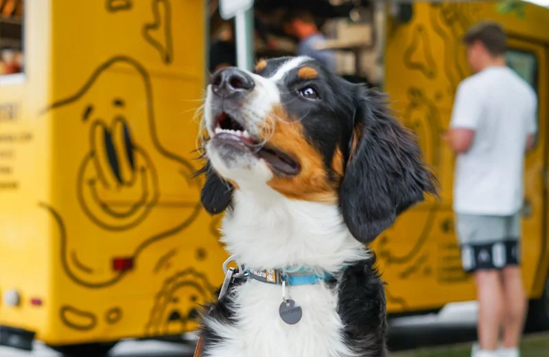 Dog Friendly Businesses