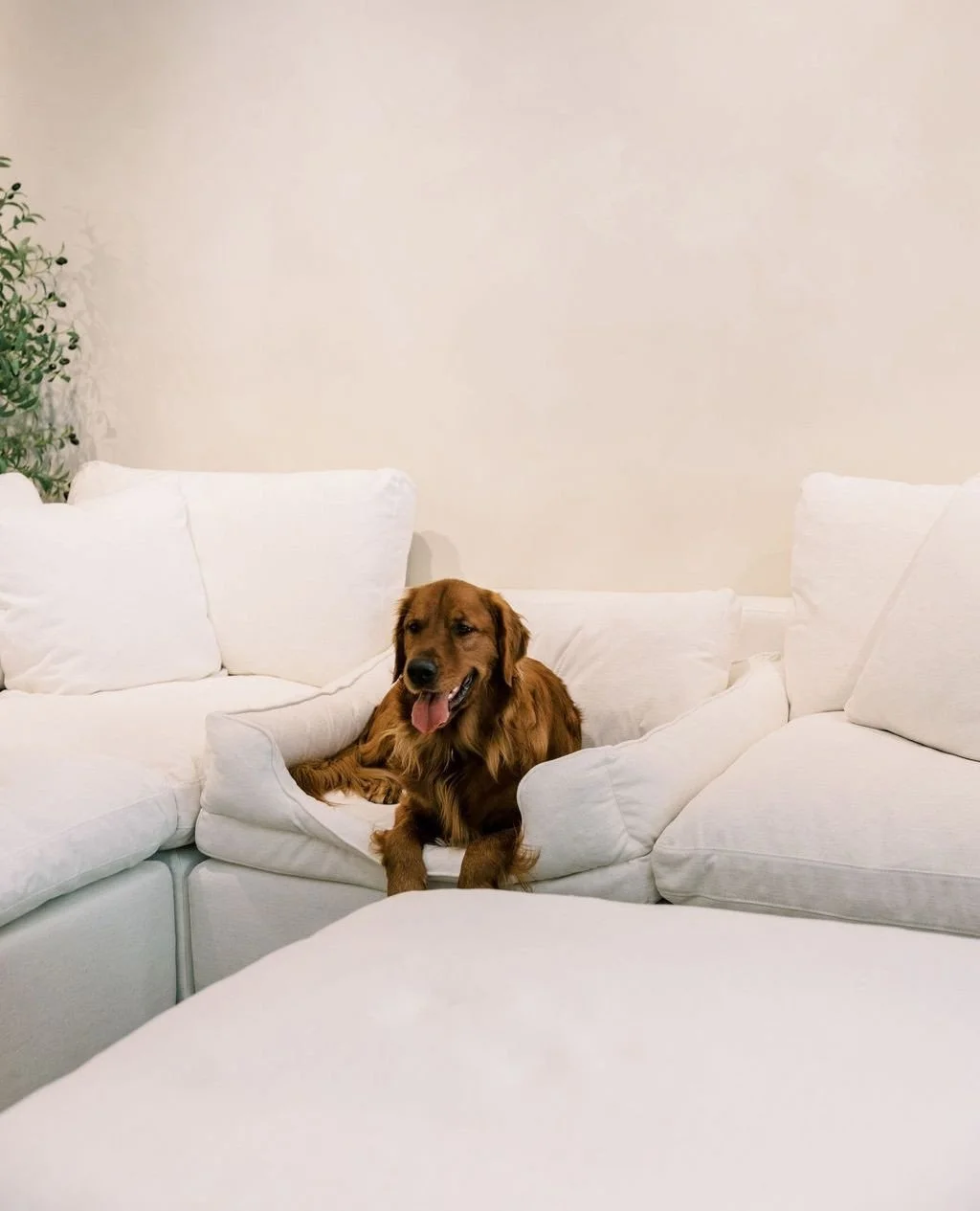 Start the new year on cloud-nine comfort. ☁️✨⁠
⁠
@couch_haus is the place to dream up your perfect sofa &mdash; custom-built to suit your space, your style, and yes&hellip; even your Sunday lounging habits. From filling and fabric to size, shape, and