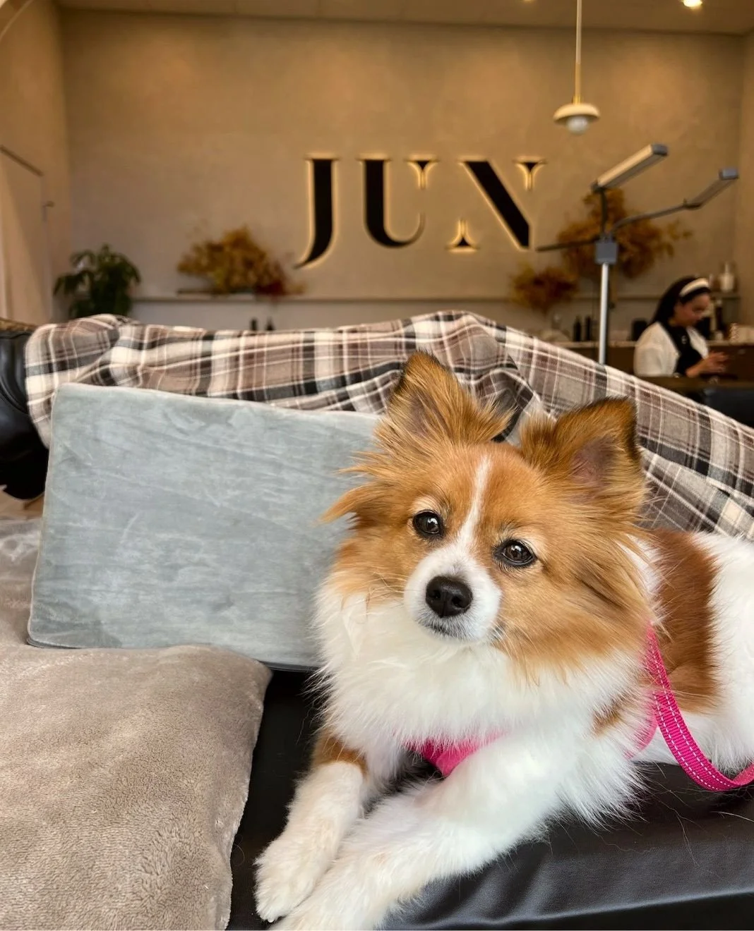 Glow-ups are better with your best friend ✨⁠
⁠
Did you know you can bring your floofy sidekick to your appointment with you at @junstudios? 🐾⁠
⁠
There&rsquo;s truly nothing better than getting your glow up while your fur baby is cuddled up right nex