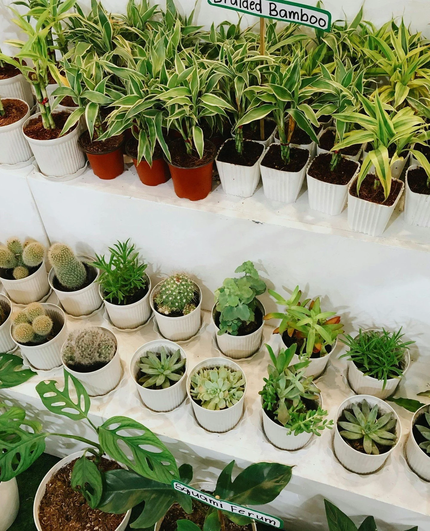 Plants with Purpose at @civellosouthgranville 🌱✨⁠
⁠
This Earth Month, the salon is transforming into a pop-up greenhouse for a cause. Swing by to snag some fresh greenery, available by donation while supplies last. It&rsquo;s the perfect excuse to g