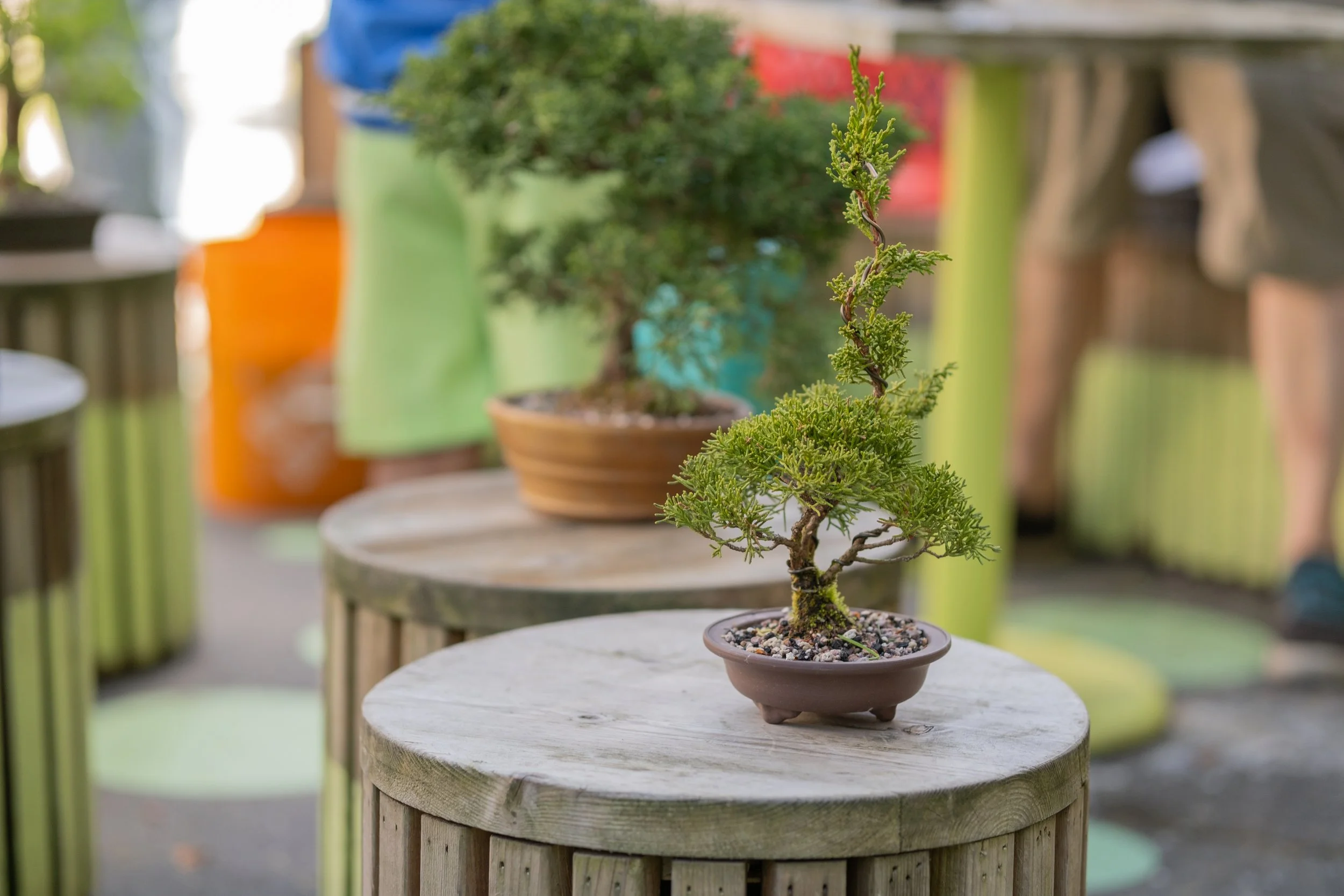 The Art of Bonsai Workshop