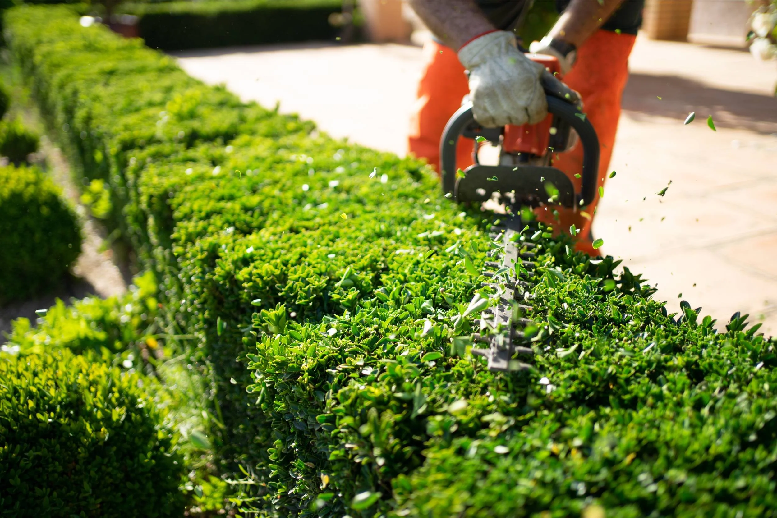 man trimming bushes, landscape maintenance services