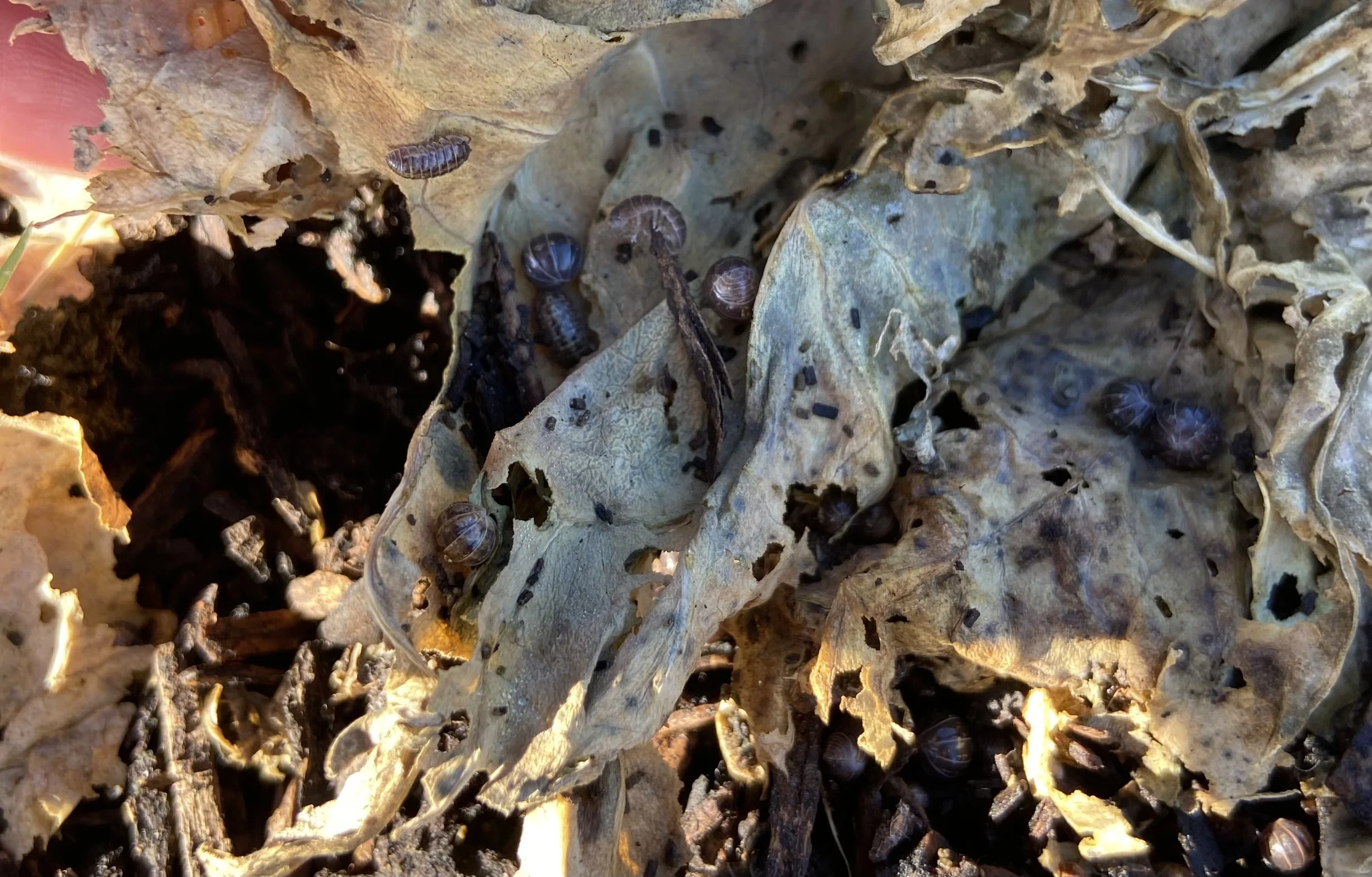 Just Outside the Walls