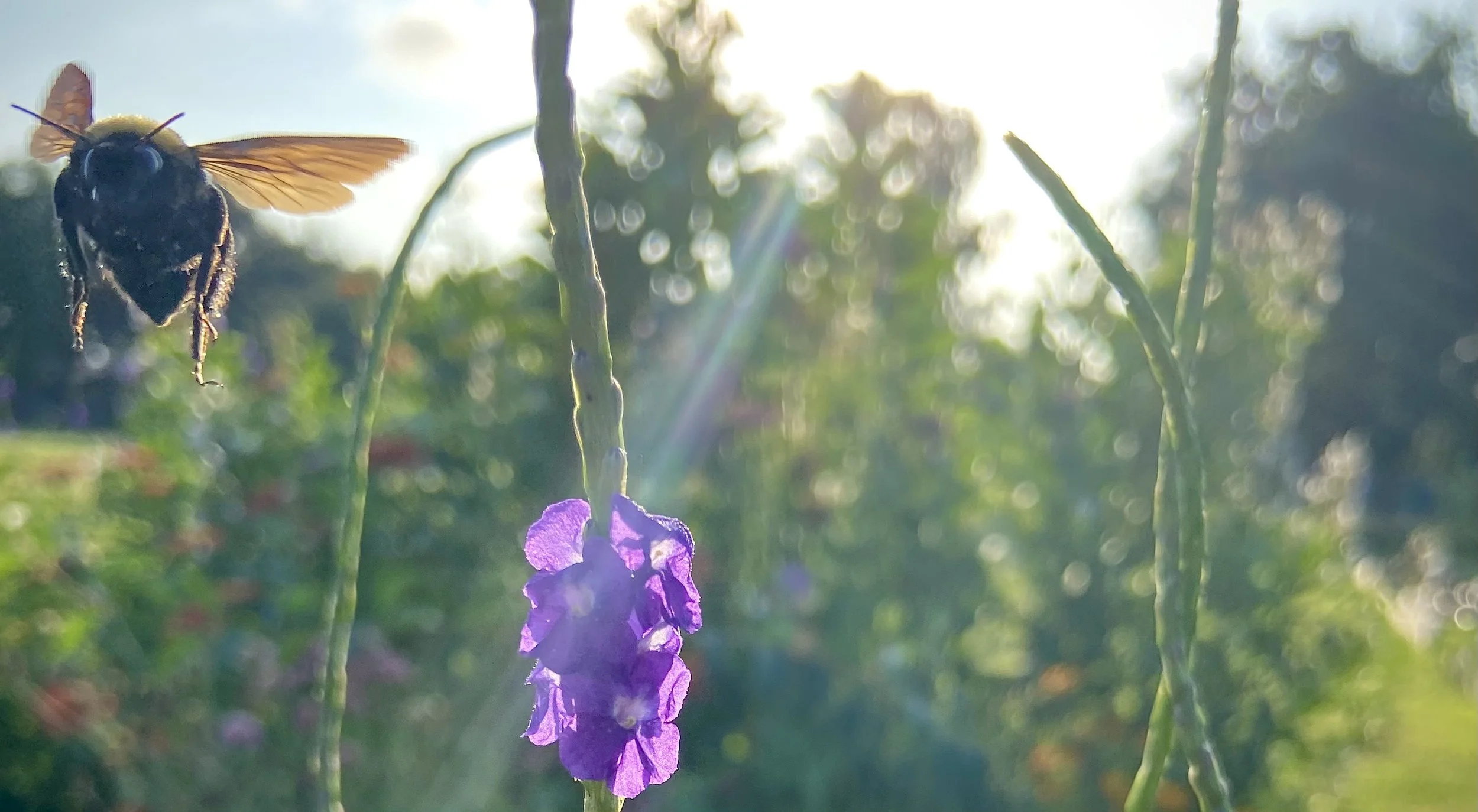 Flourishing by Design