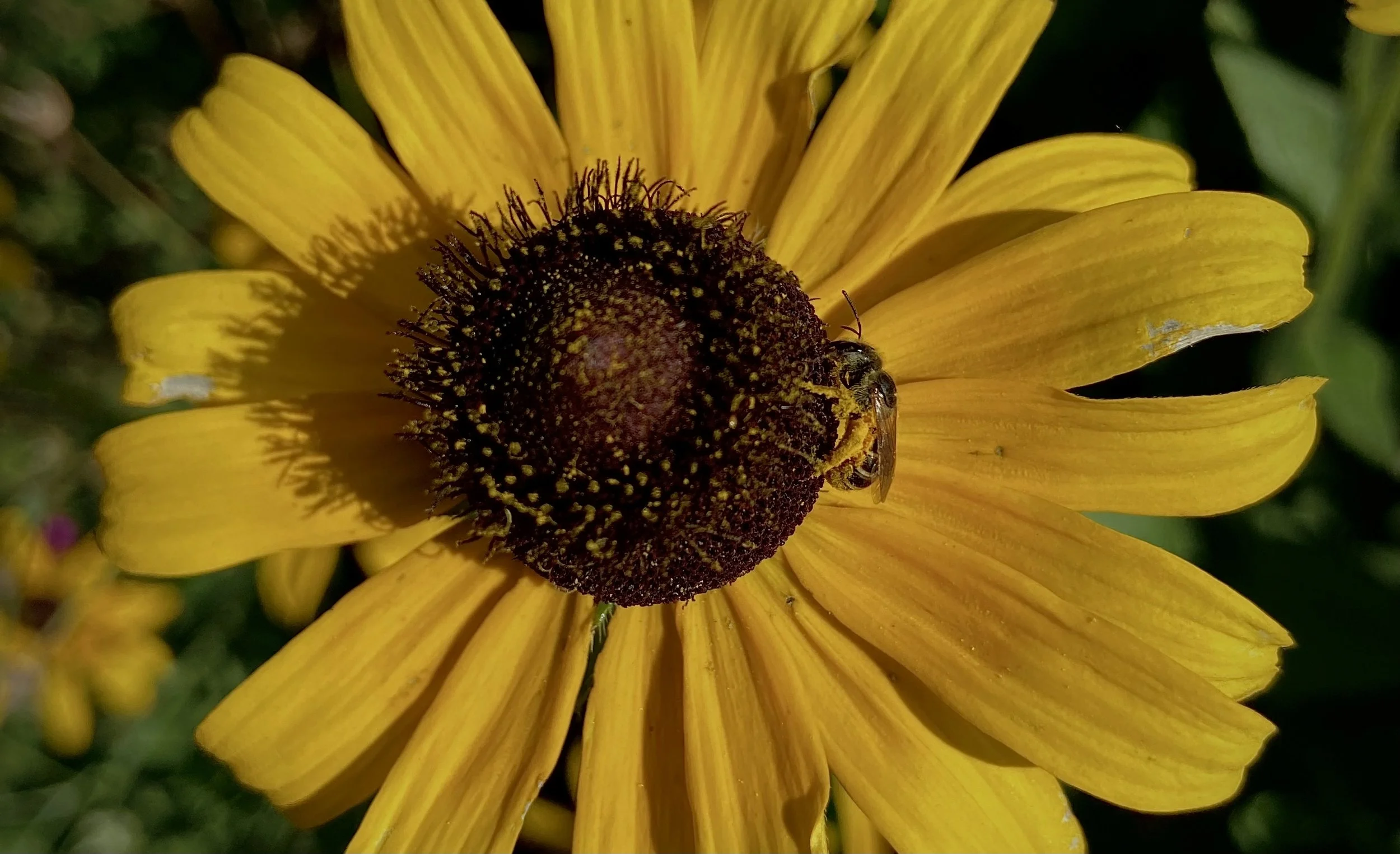 Formation Needs Soil