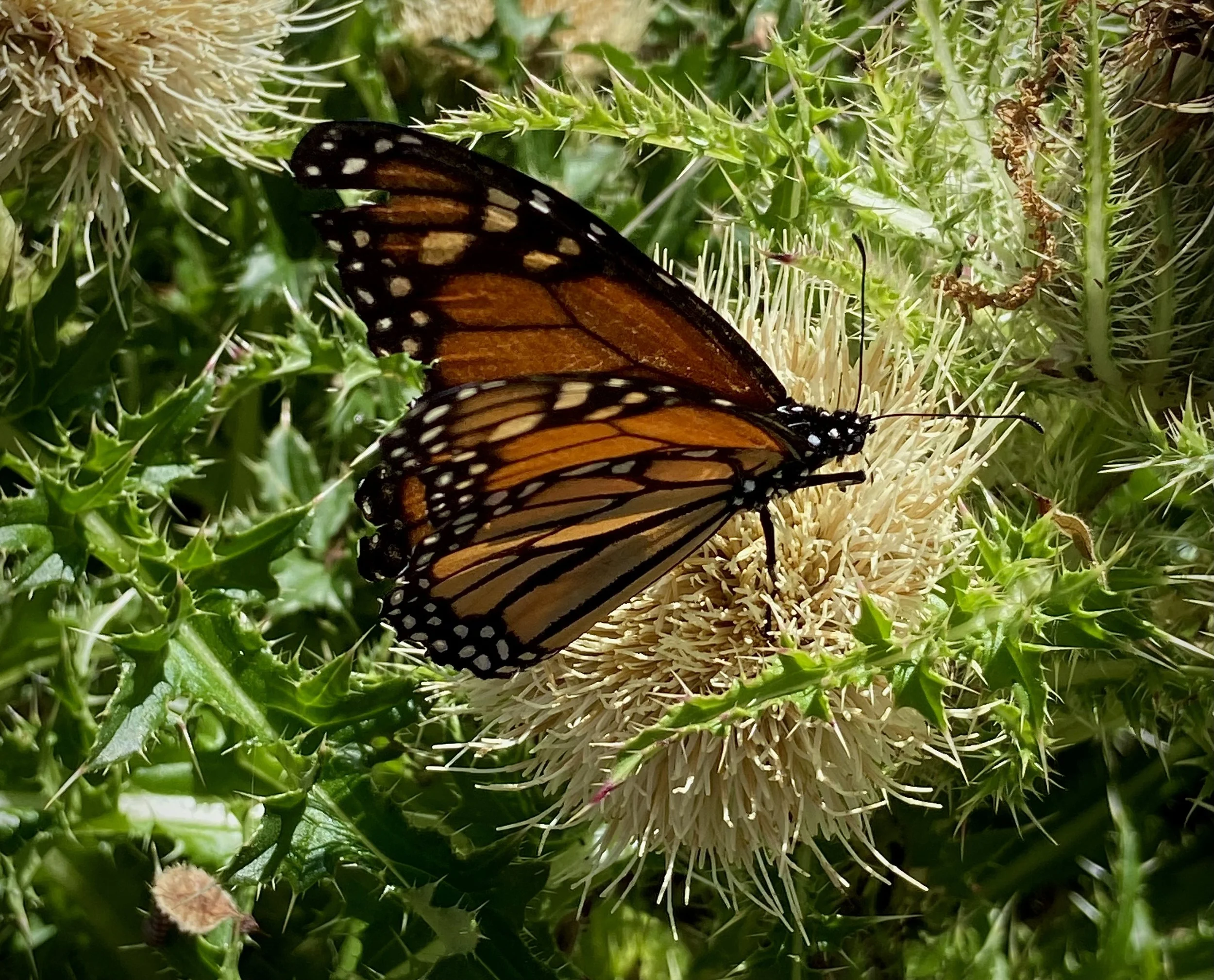 Where Three Worlds Meet