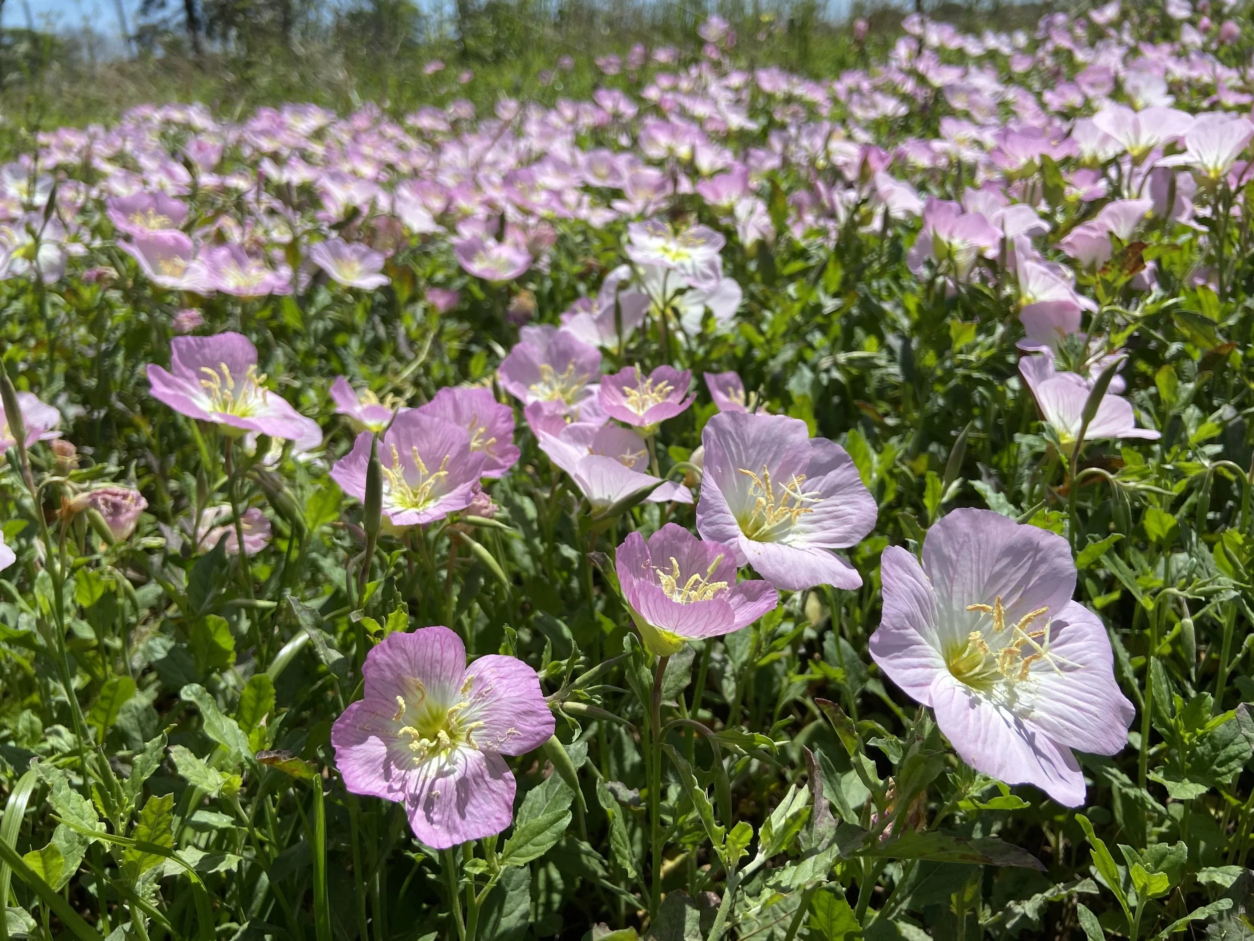The Discipline of Doing Nothing