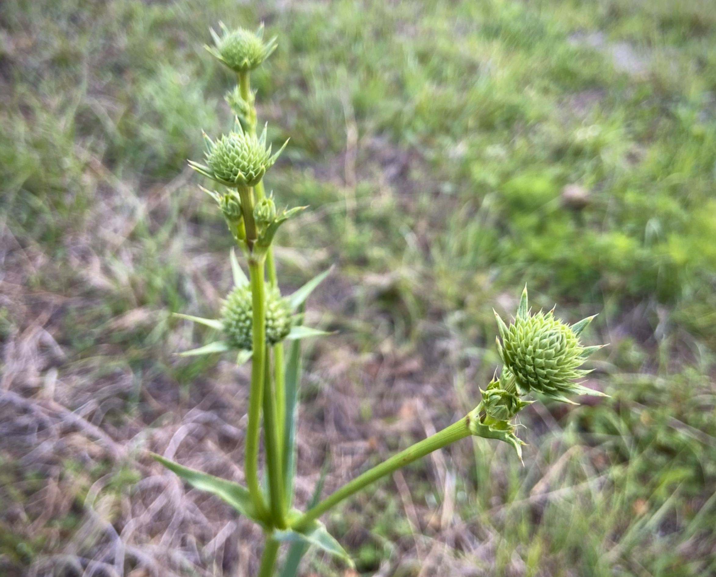 What Was Growing All Along