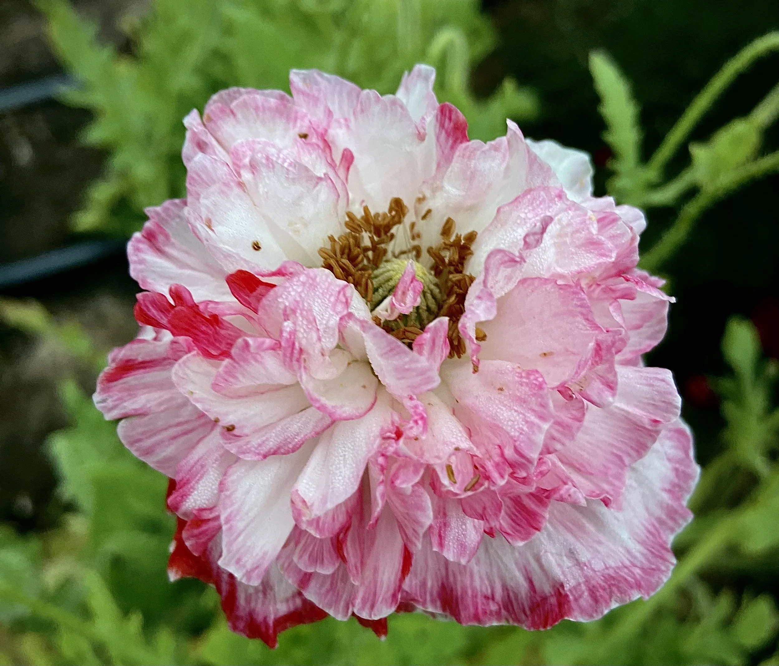 Learning to Recognize Life