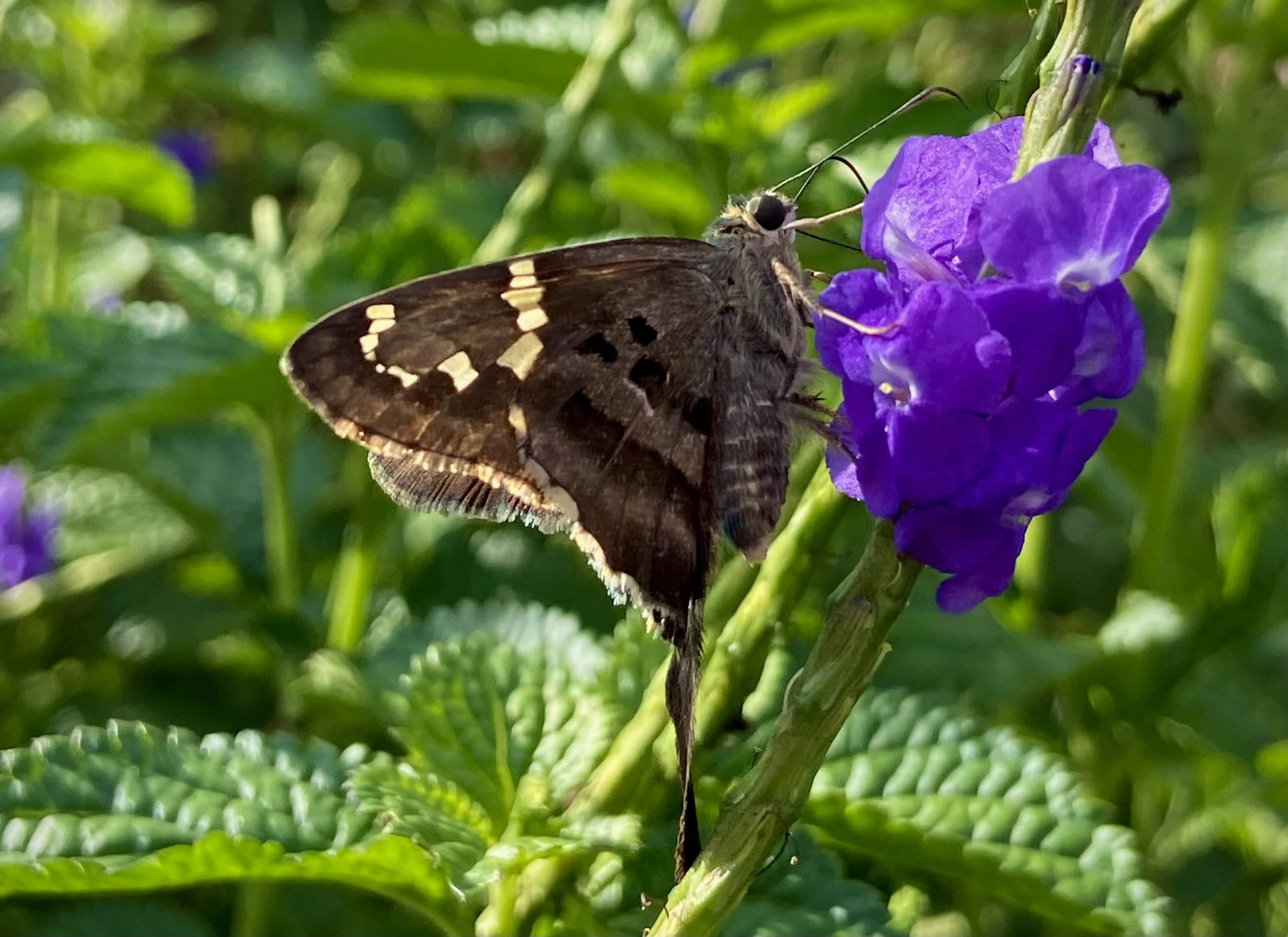 What is Proximate Evaluation?