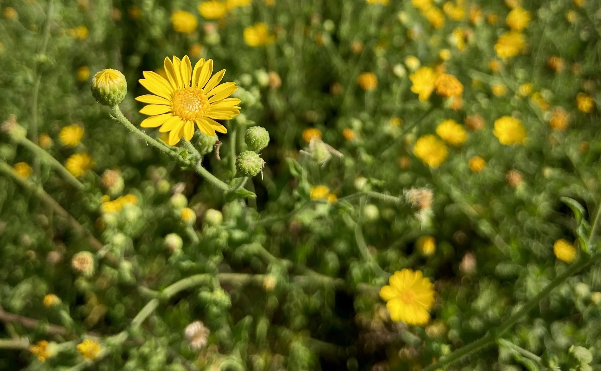 God Cultivates Faithfulness