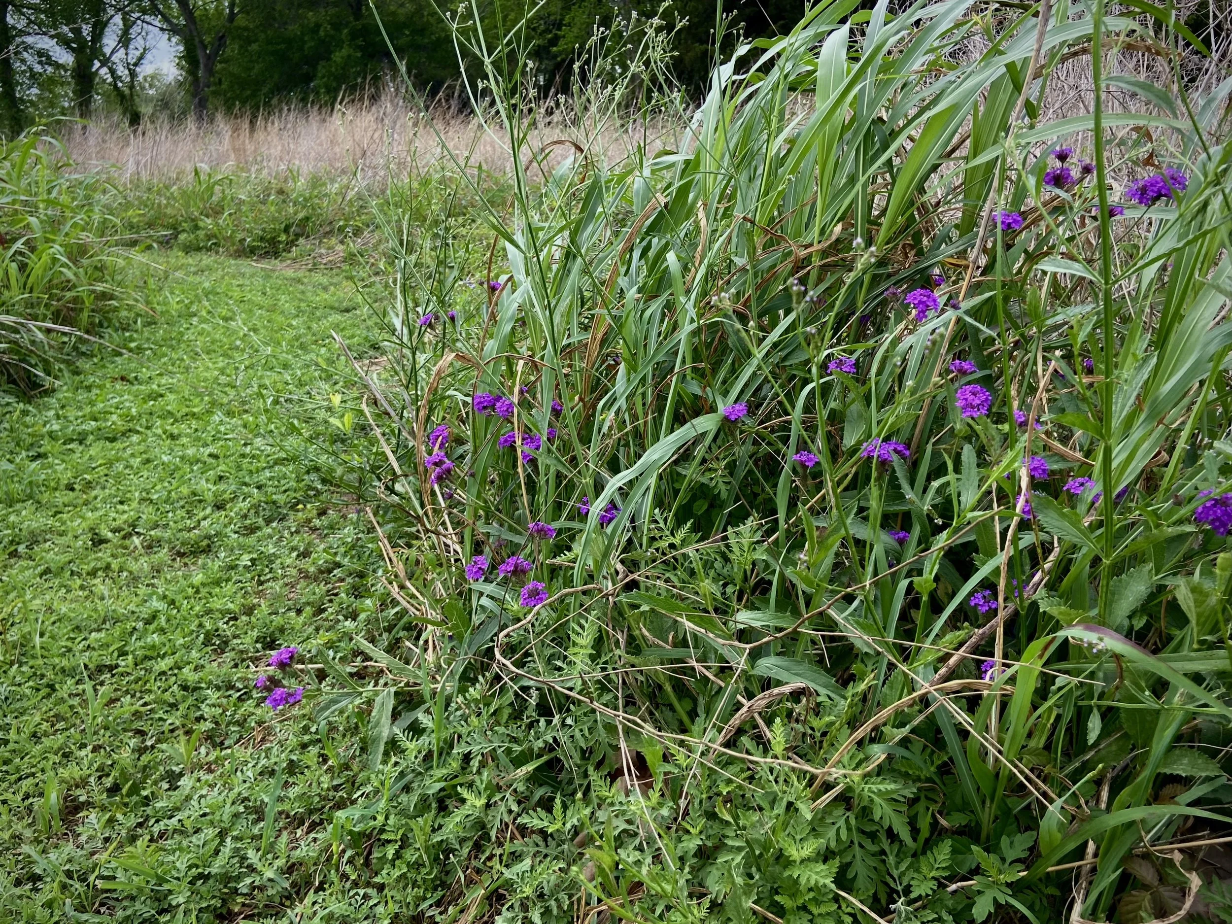 The Wisdom of the Prairie Edge