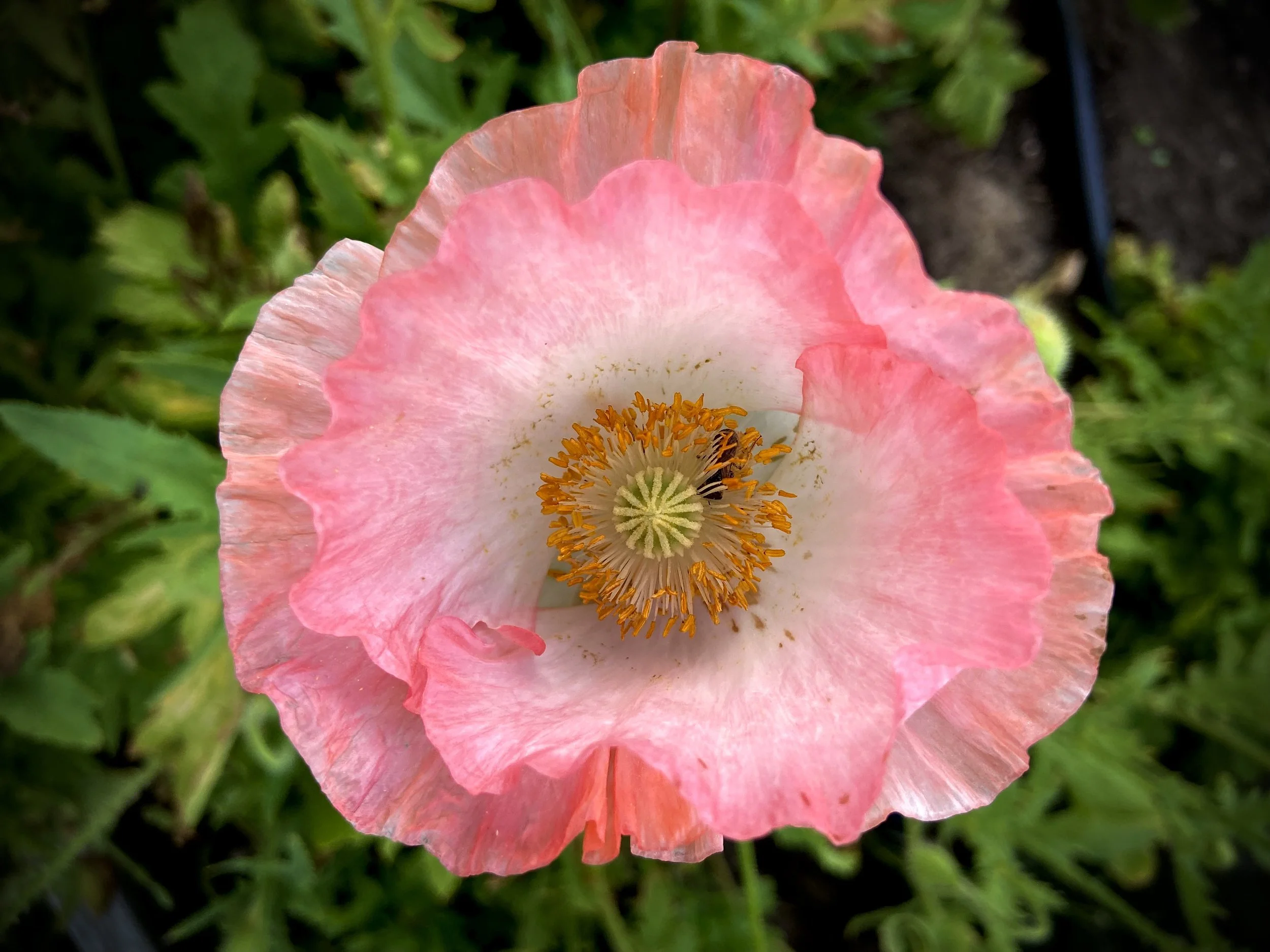 From Fragmentation to Wholeness