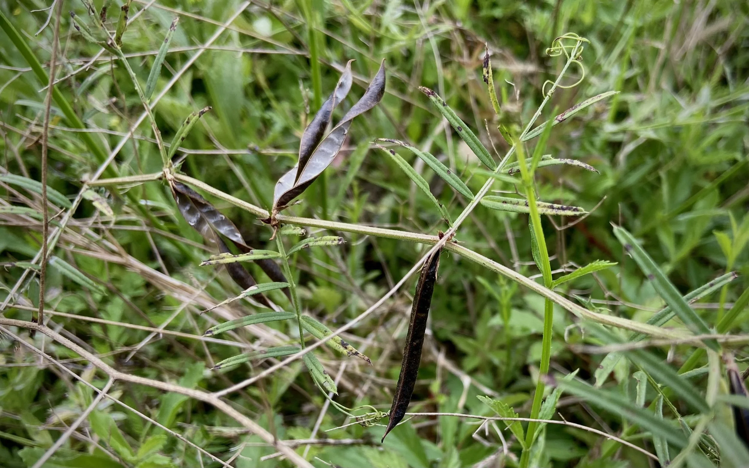 The Progression of Hairy Vetch