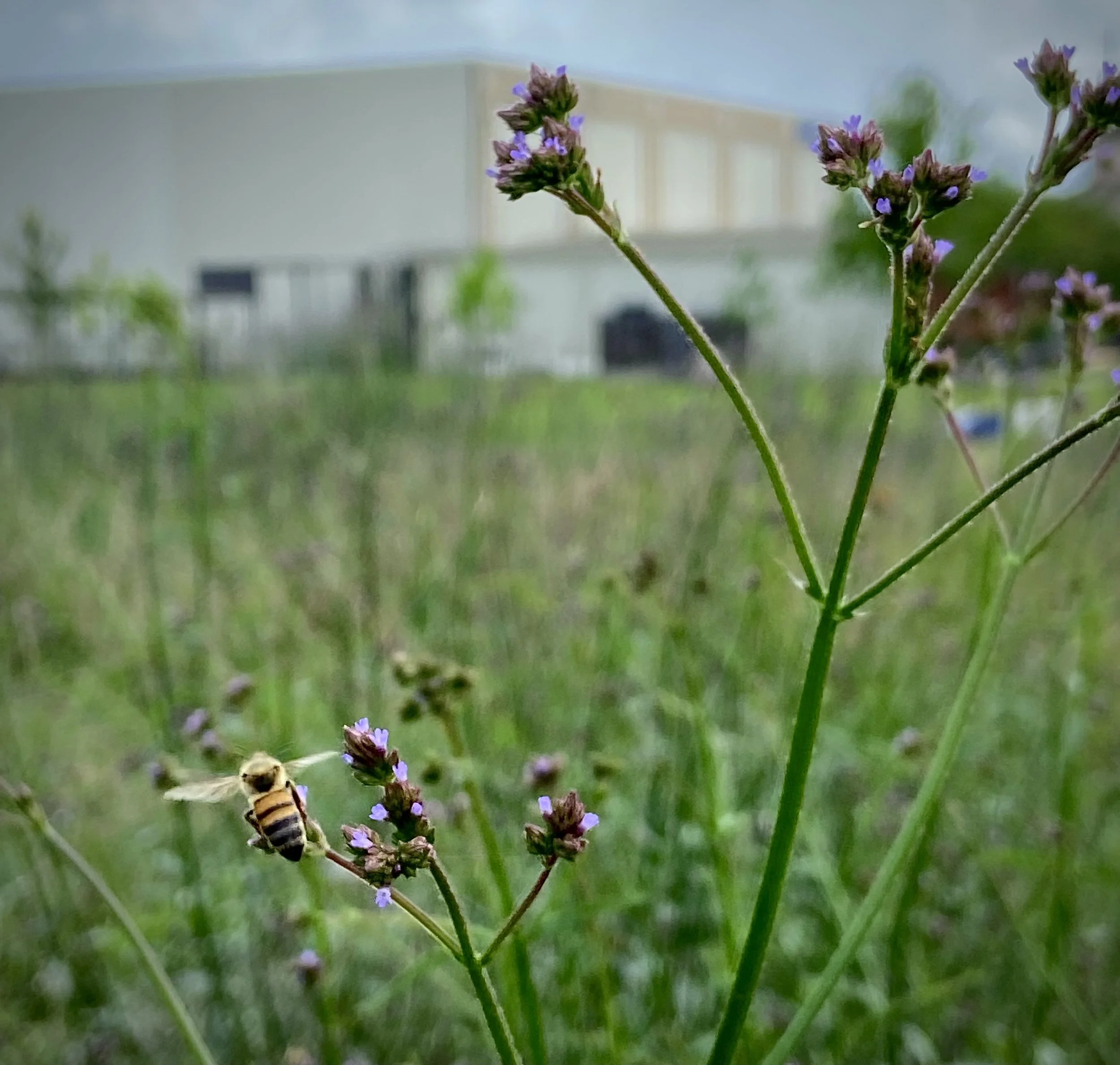When the Garden Hosts the Church