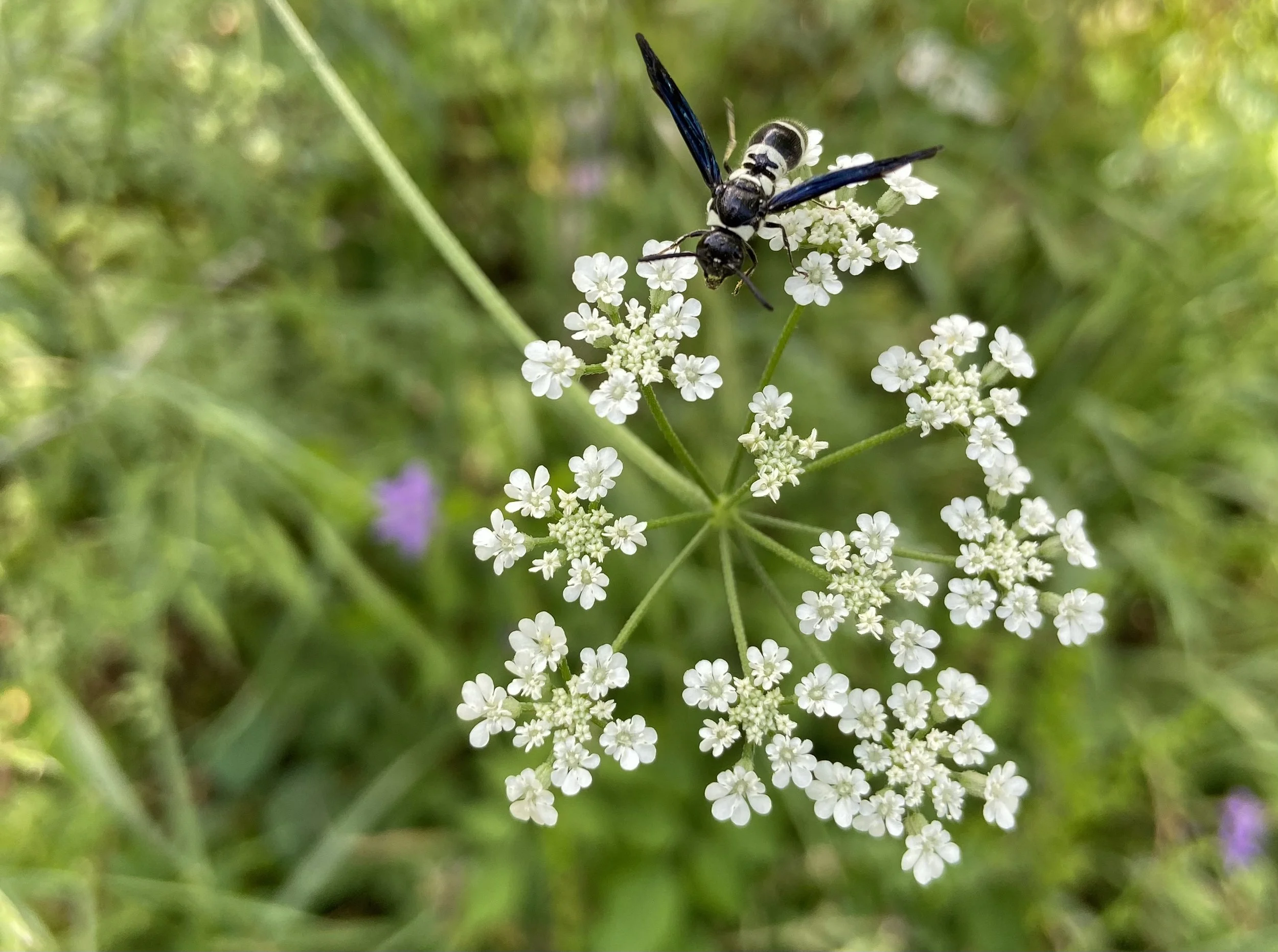A Hunter Among the Flowers