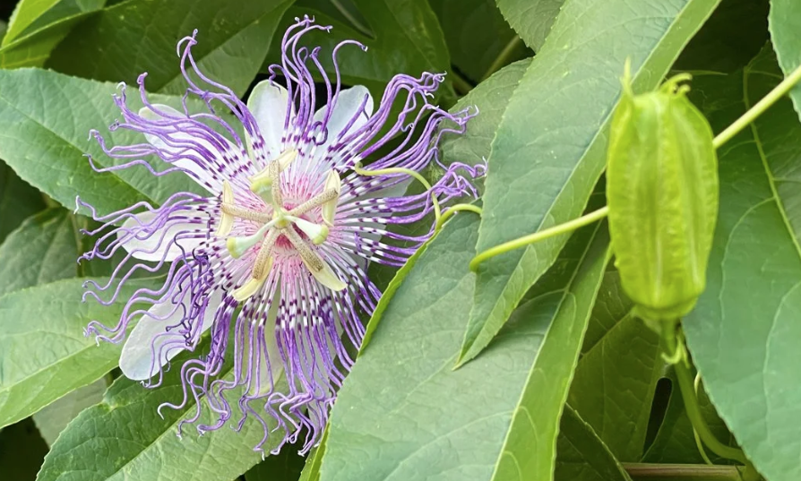 Wild Passionflower: A Prairie Builder