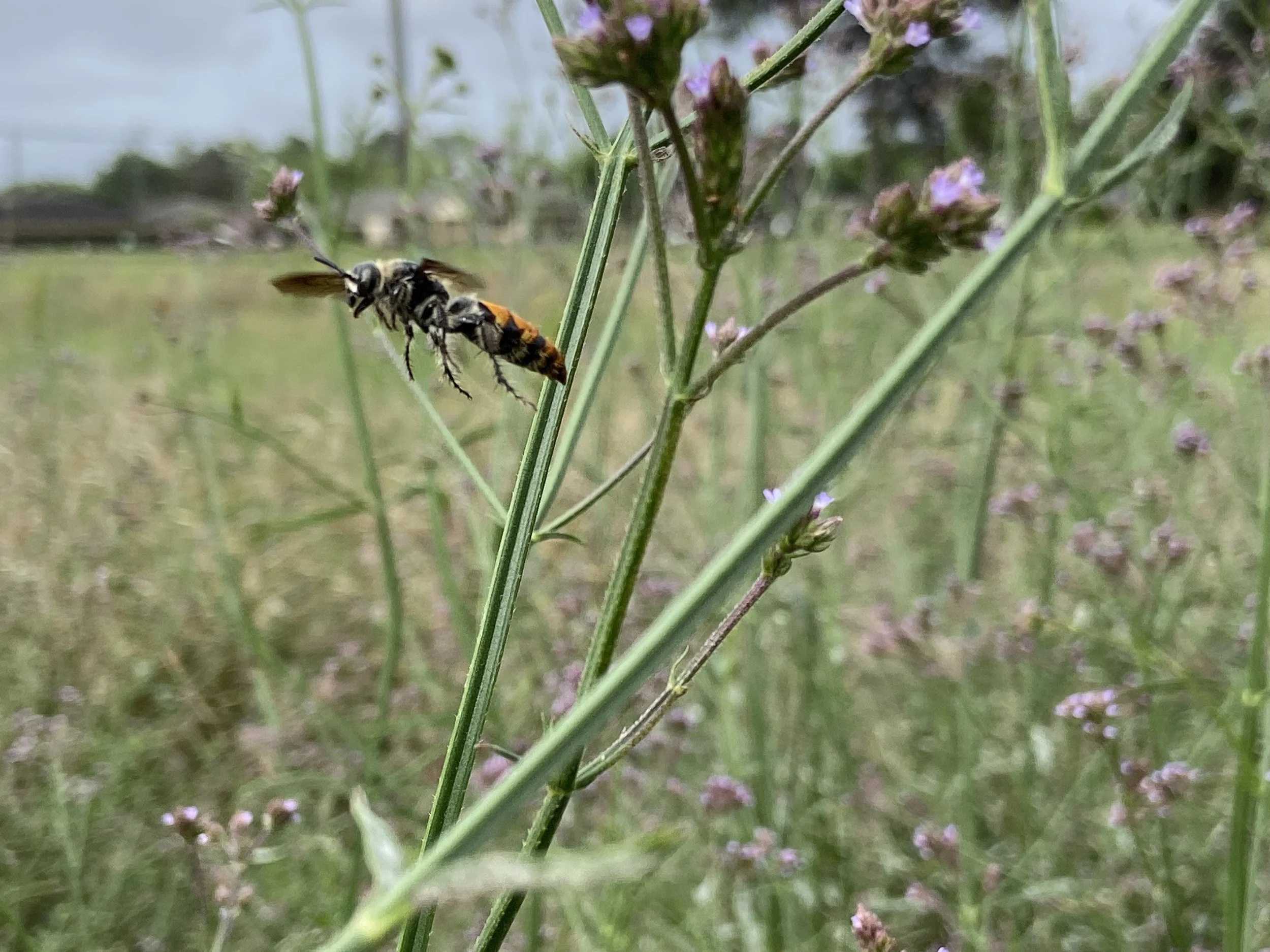 The Quiet Balance of the Prairie