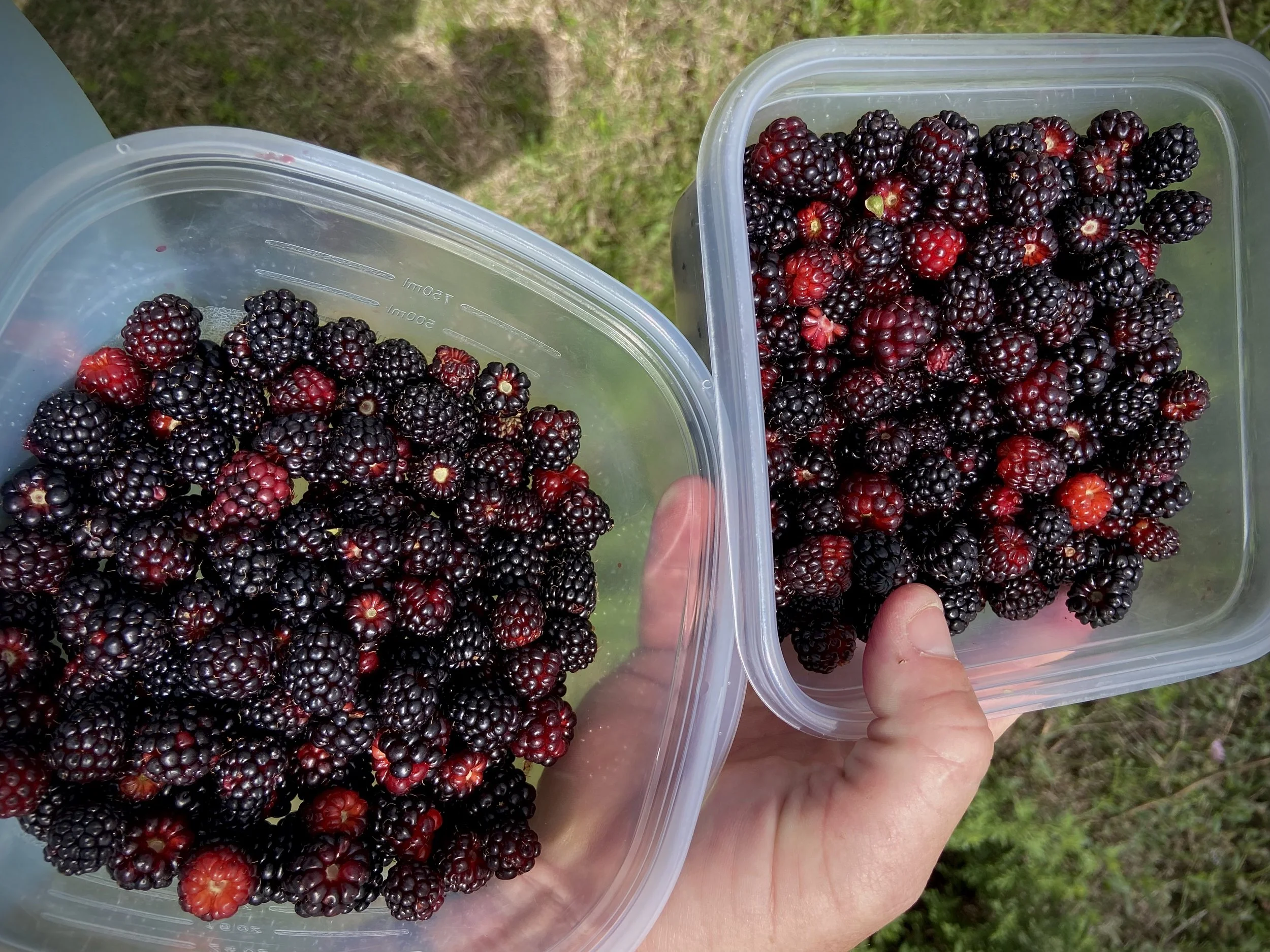 From Prairie to Table