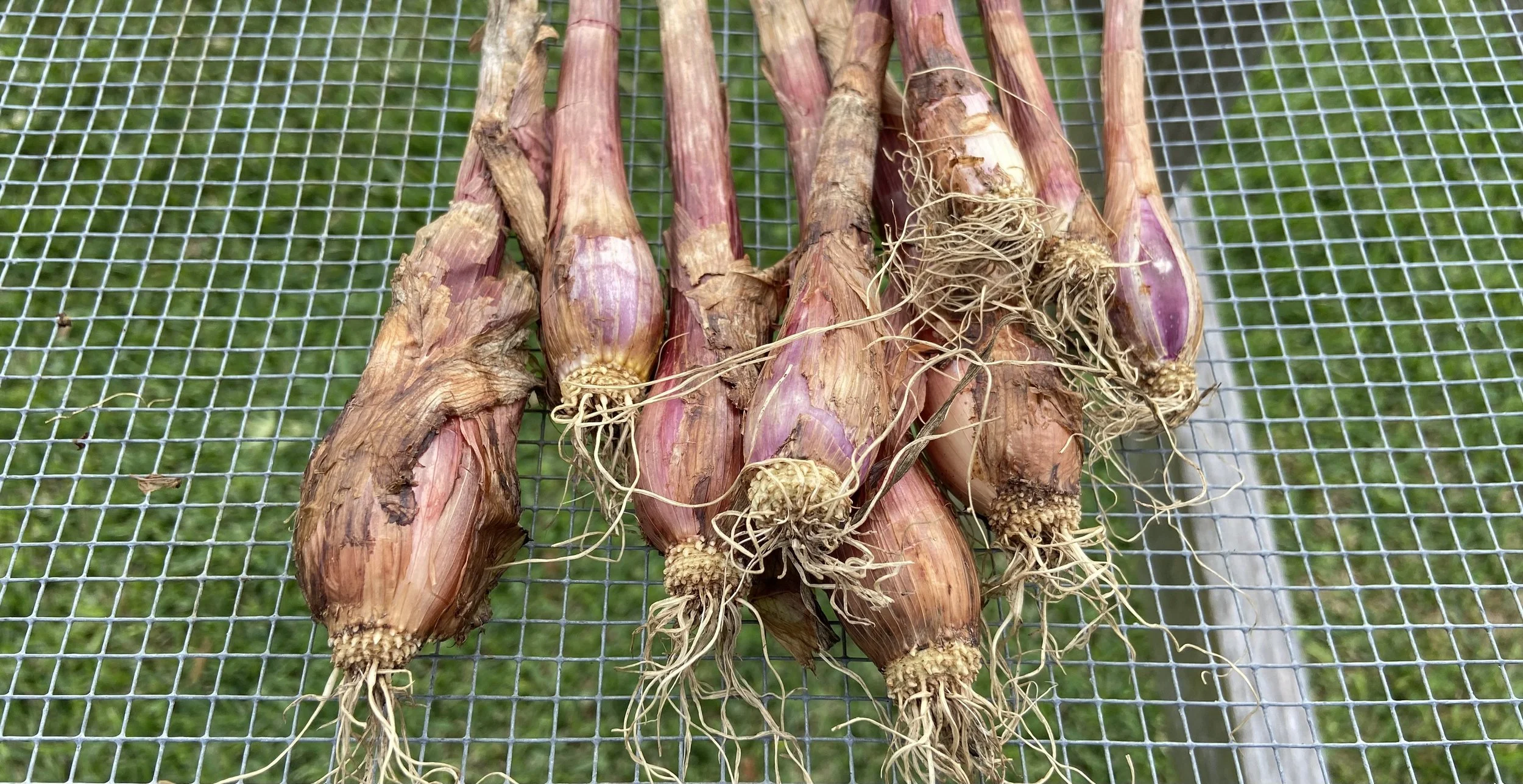 Why My Onions Stayed Small