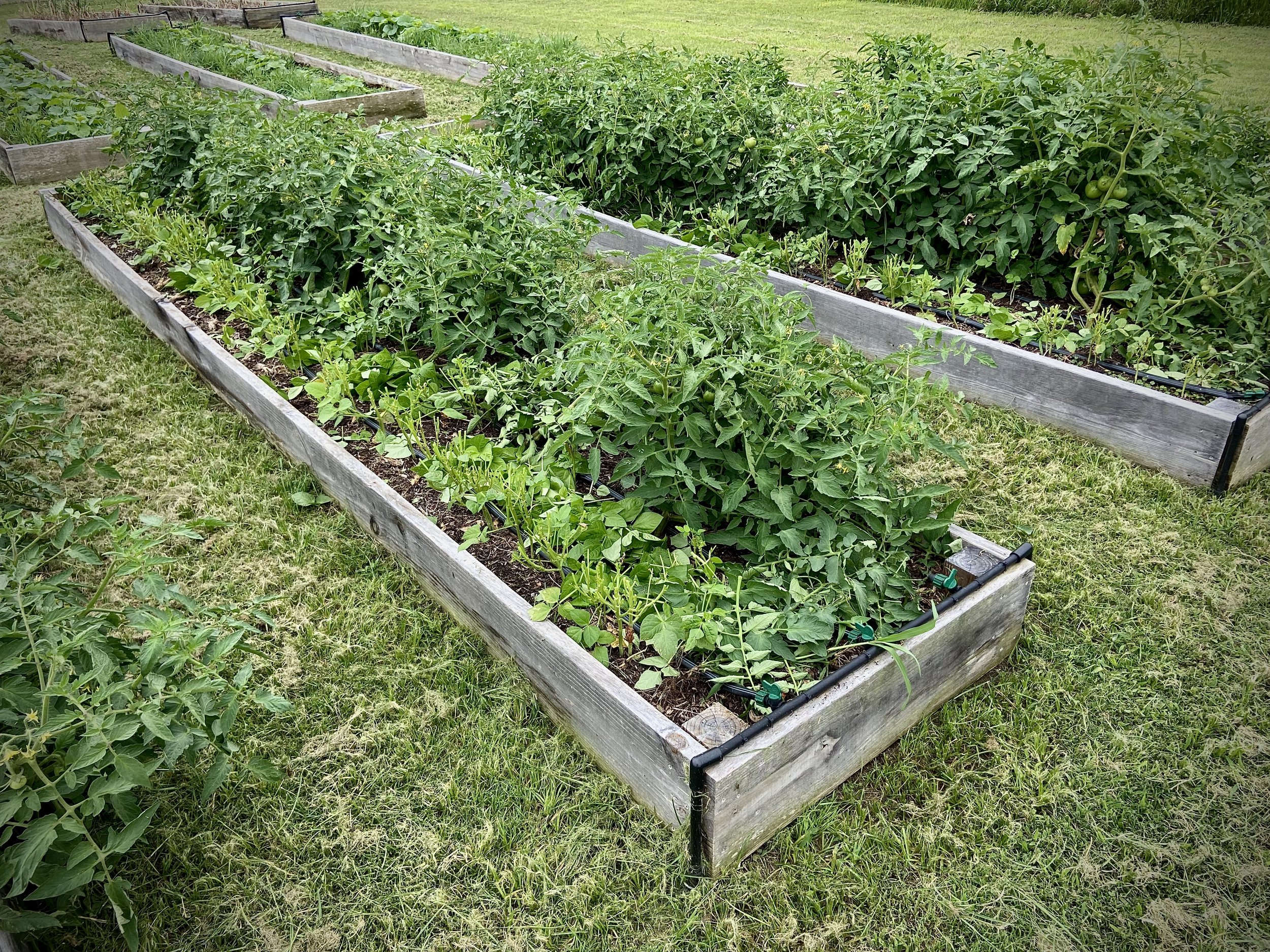 From Isolated Crops to Living Systems