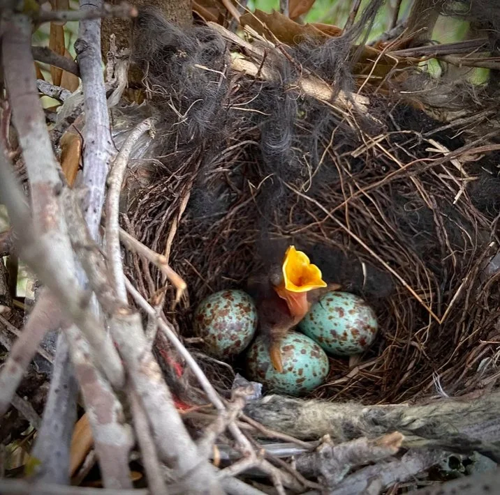 Through the Eyes of a Mockingbird