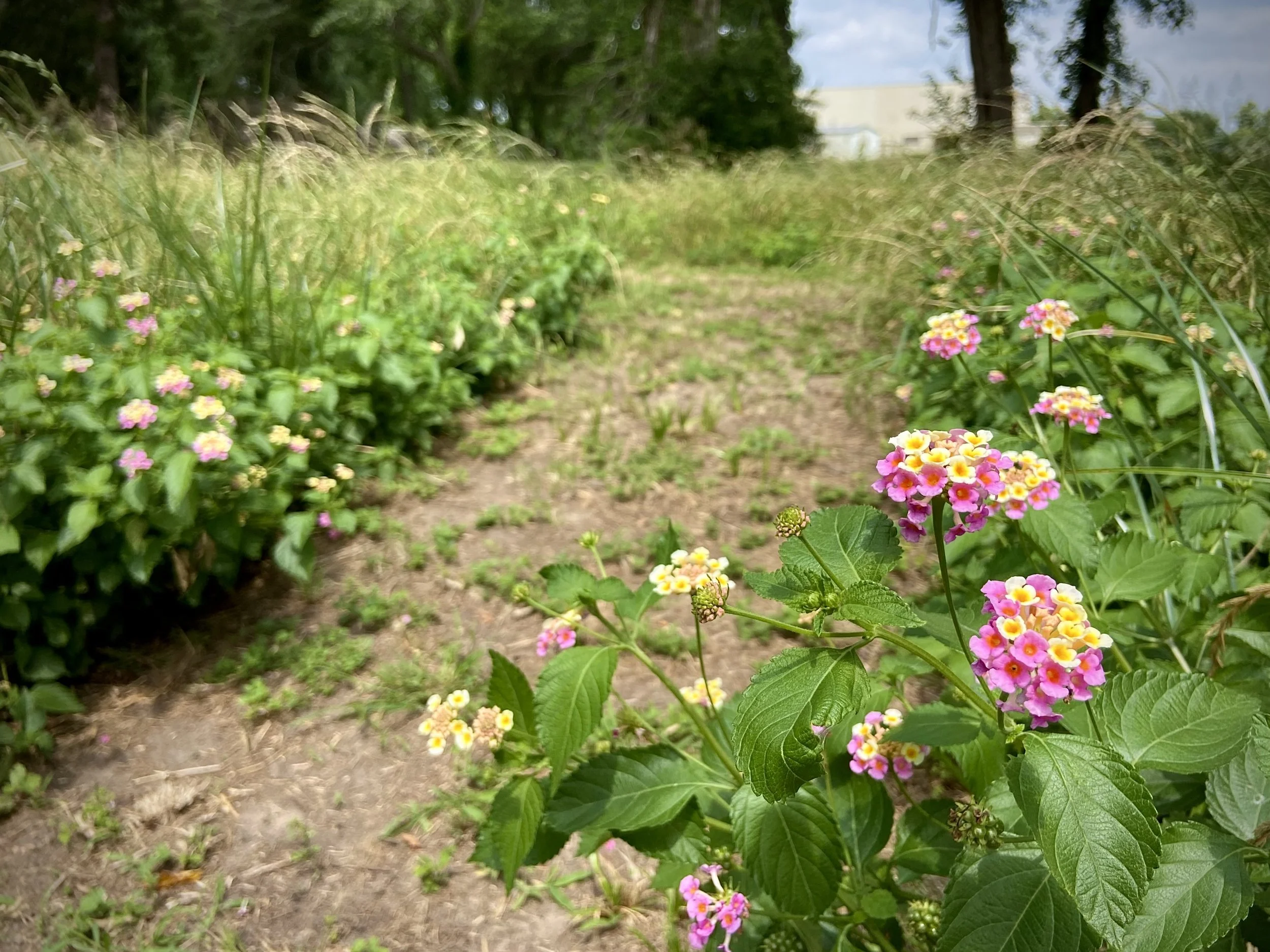 The Garden Was Never the Point