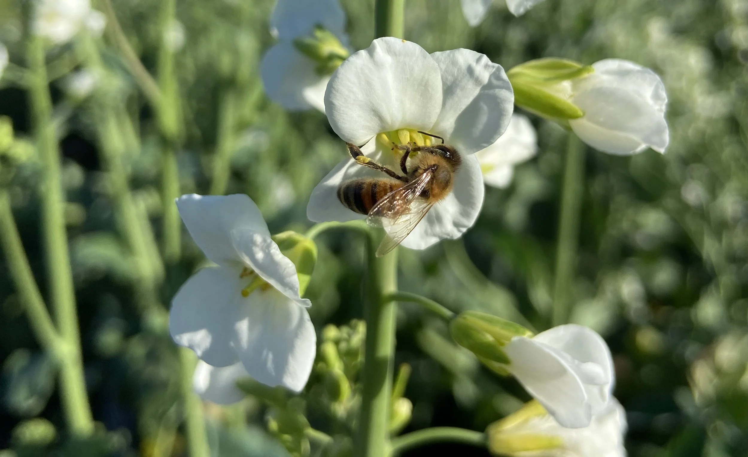 Bee Broccoli.jpg