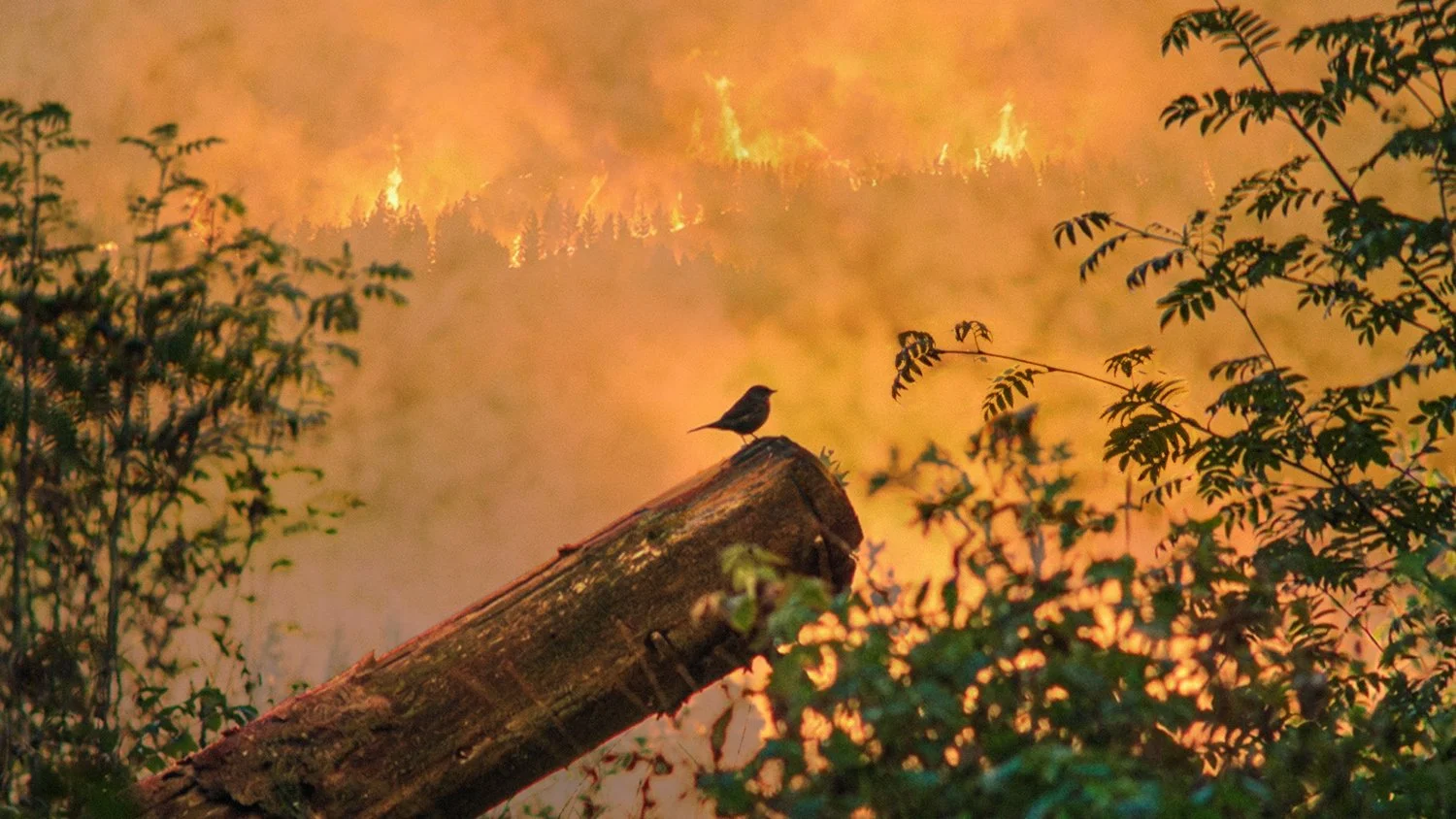 Bird's Lament