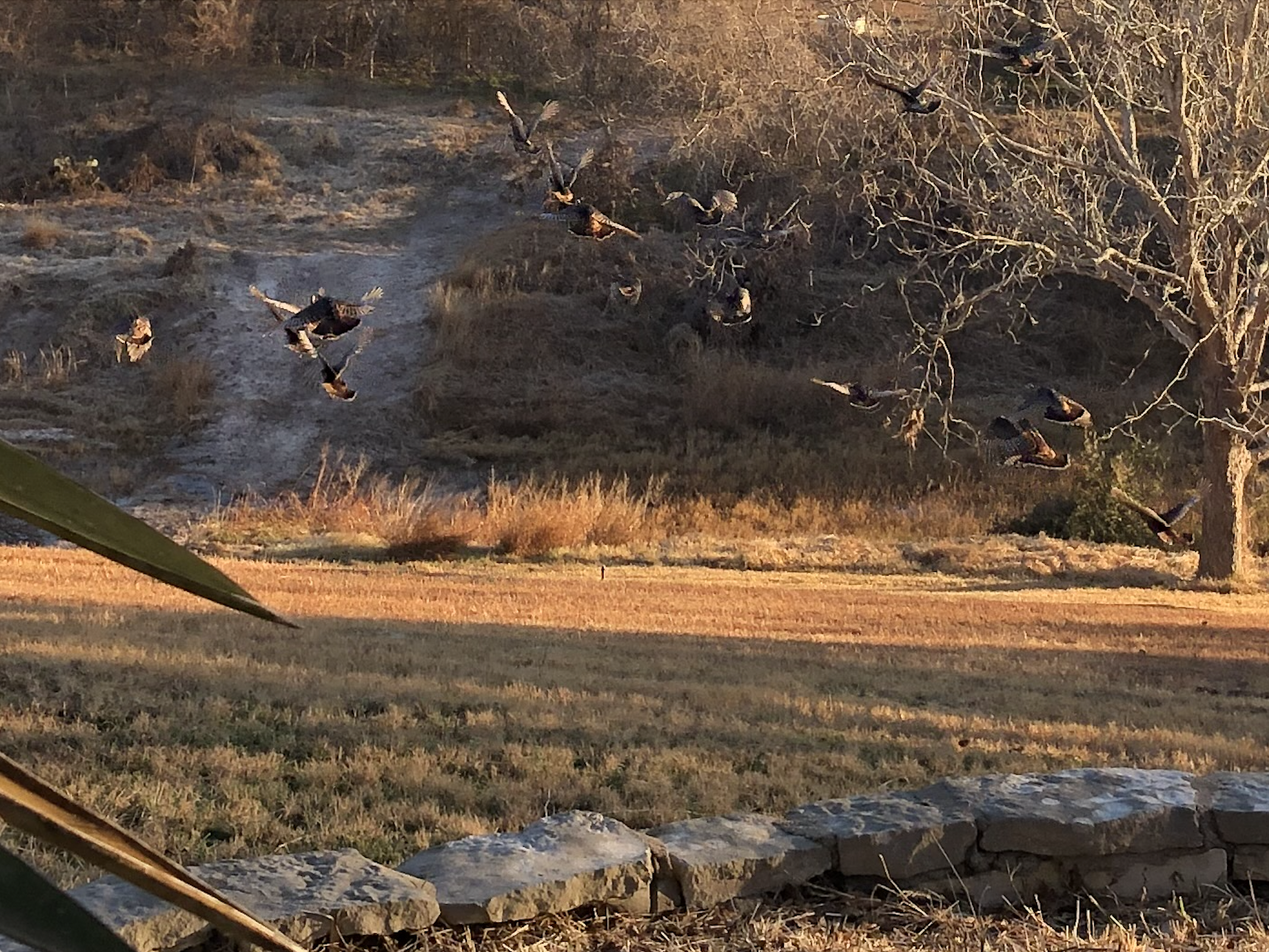 15 Turkeys Flying CU.png
