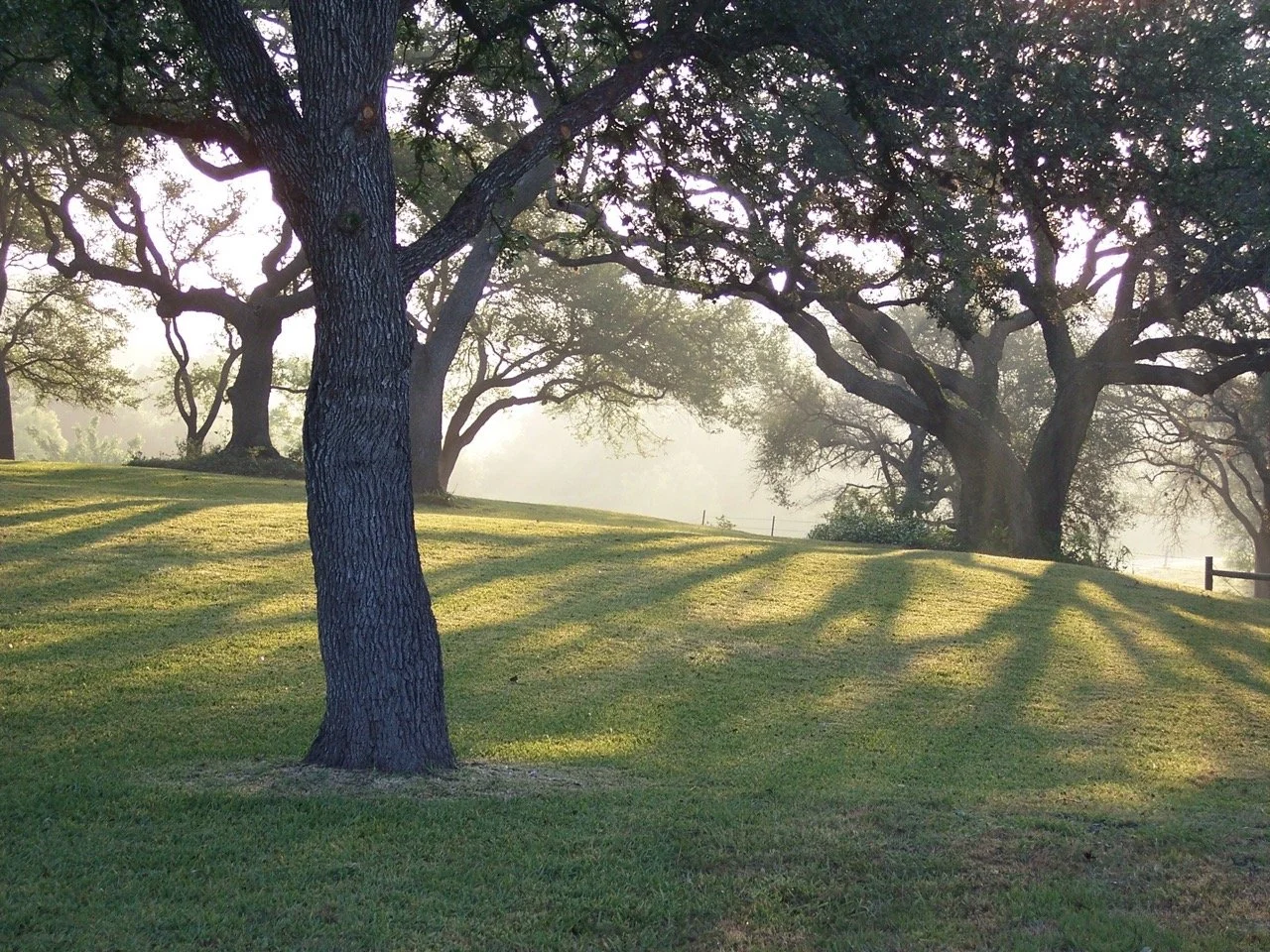 CR_Oak Trees.jpeg