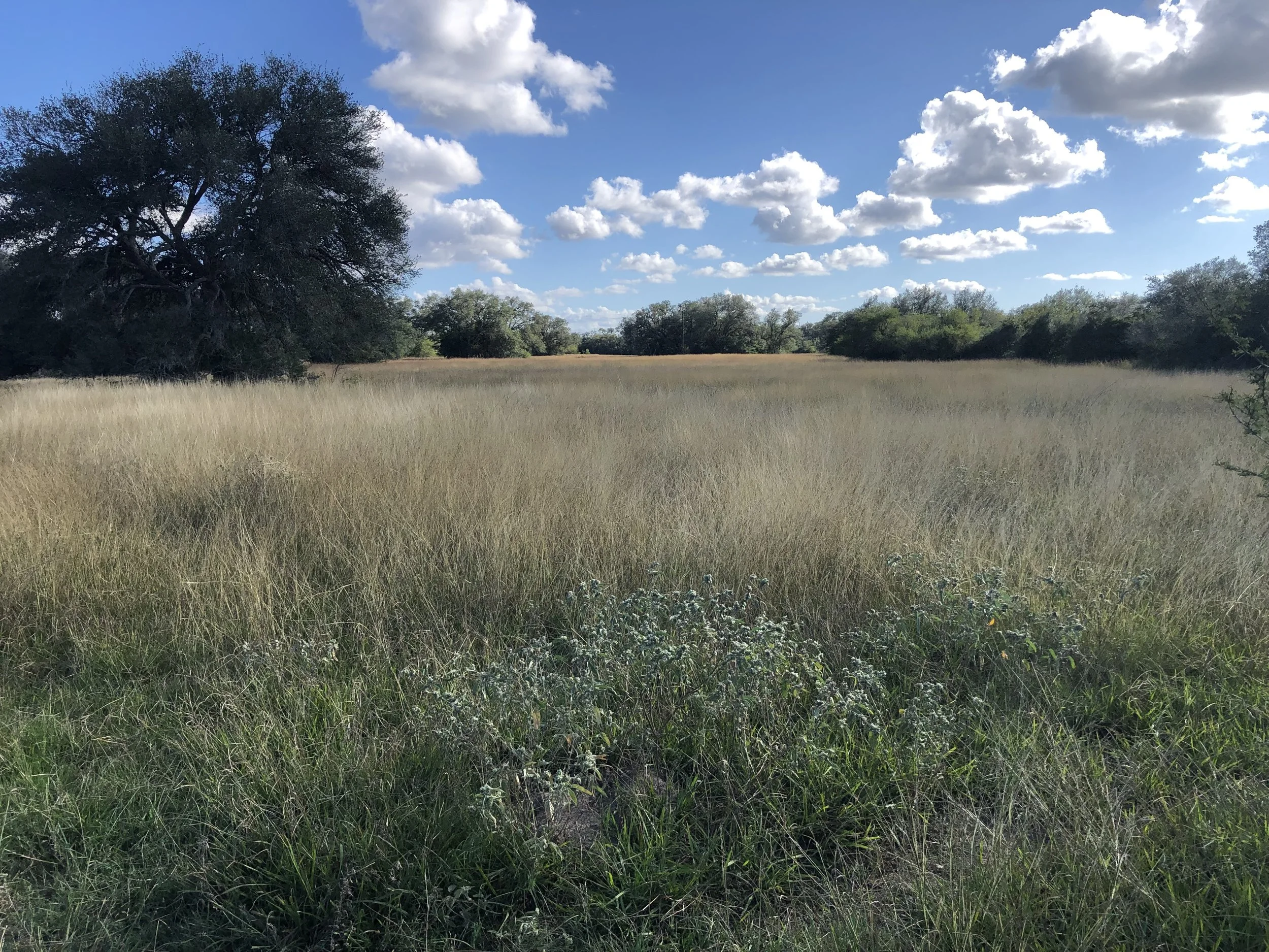 IMG_4034.jpeg