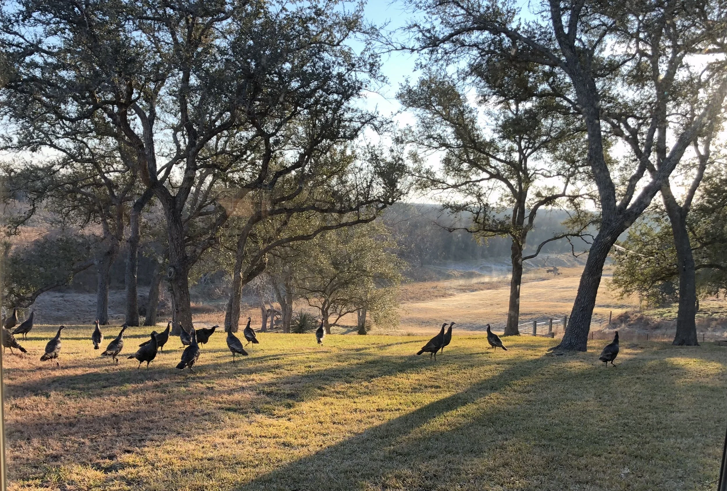 17 Yard Turkeys.jpeg