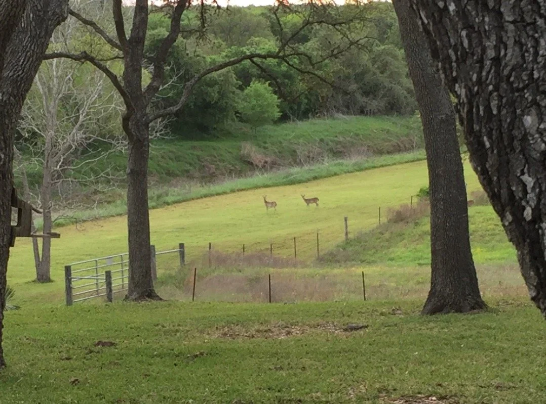 18 Two Deer - Creek Bottom.jpg