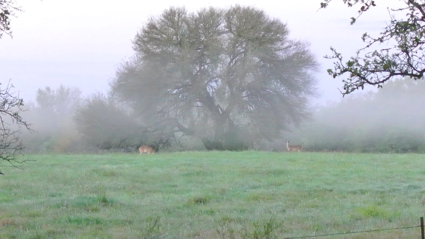 19_Deer Closeup.png