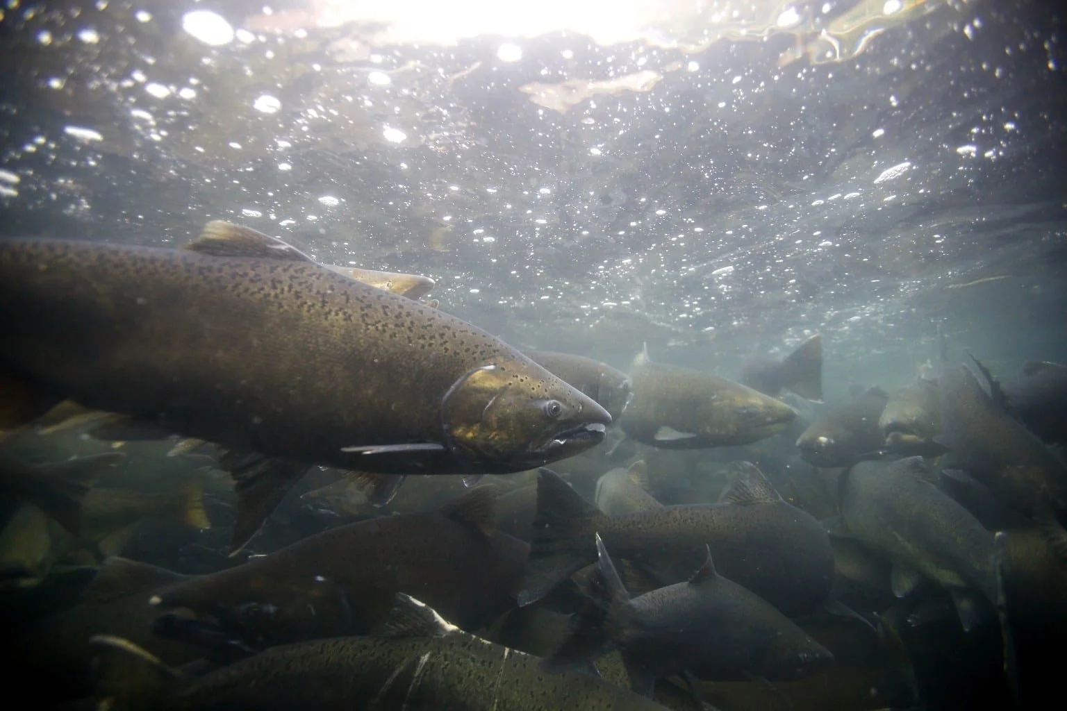 Sustainable Fisheries: Lessons from Alaska and BC