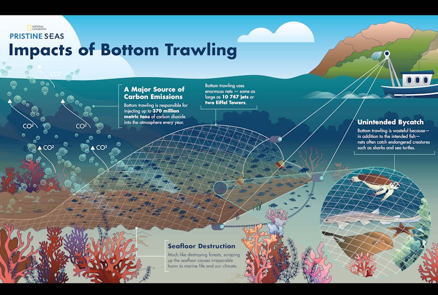 PS_BottomTrawling_Infographic_ratio.jpg