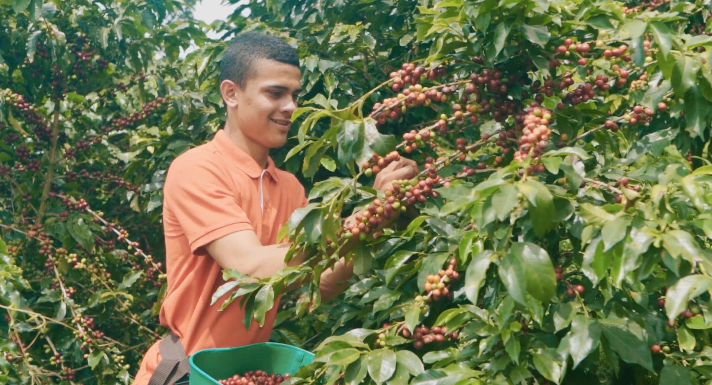 Single origin coffee, hand harvesting