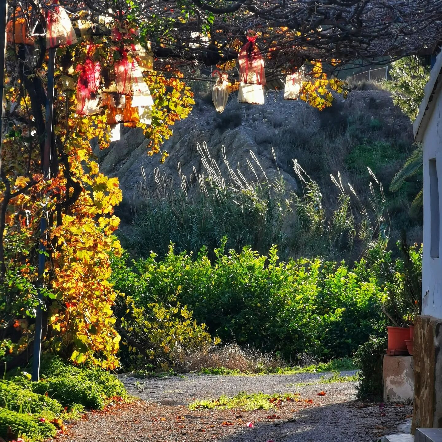 La luz del invierno en el Valle de Ricote es m&aacute;gica 🏞️💚☀️

#casadelpino #casarural #valledericote #turismorural #blanca #luz #invierno