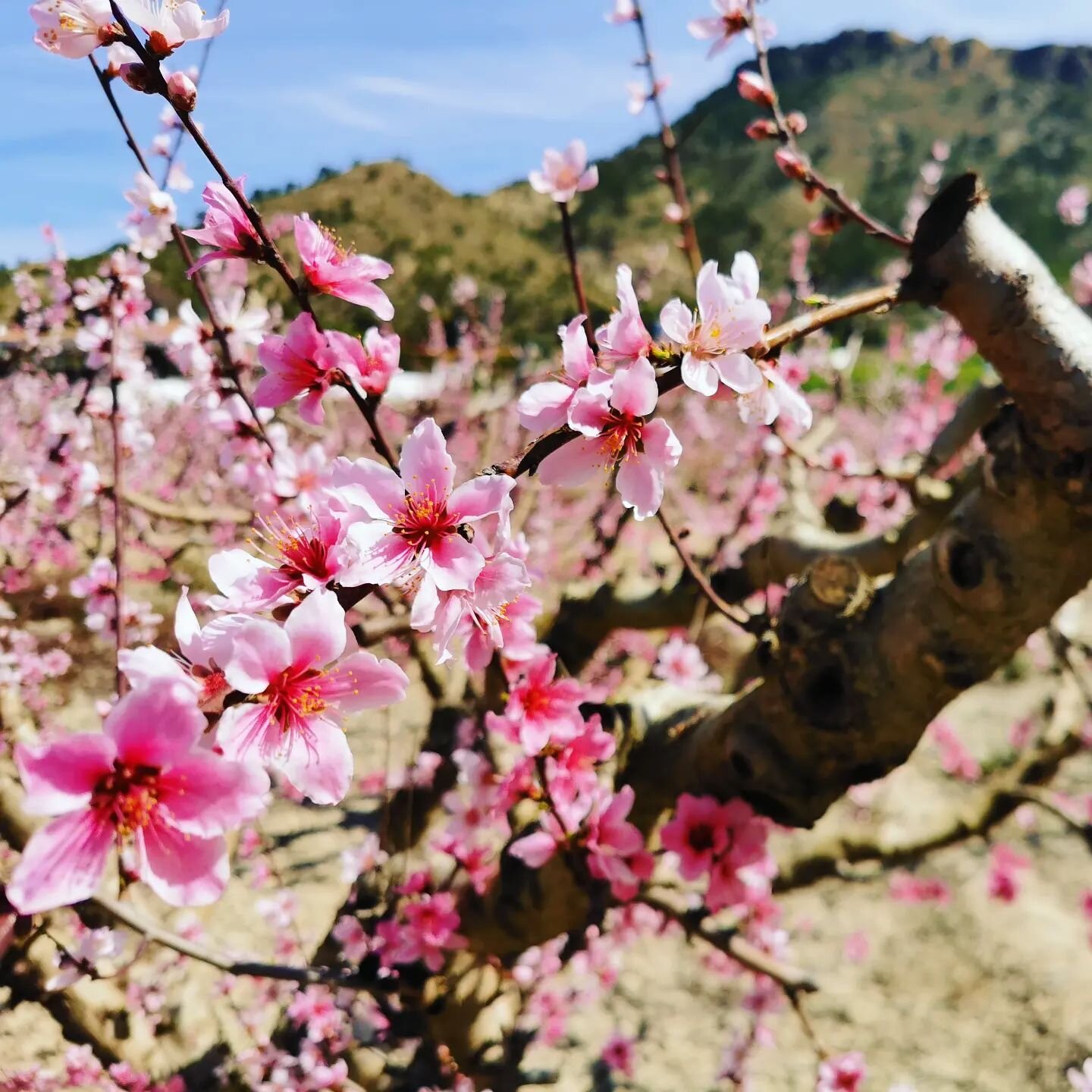 Esta &eacute;poca es maravillosa, se puede disfrutar de la floraci&oacute;n de almendros y cerezos. Los que os alojais en nuestra casa este mes, os llevar&eacute;is la versi&oacute;n m&aacute;s colorida del Valle de Ricote 😍🌸💮💚

#valledericote #f